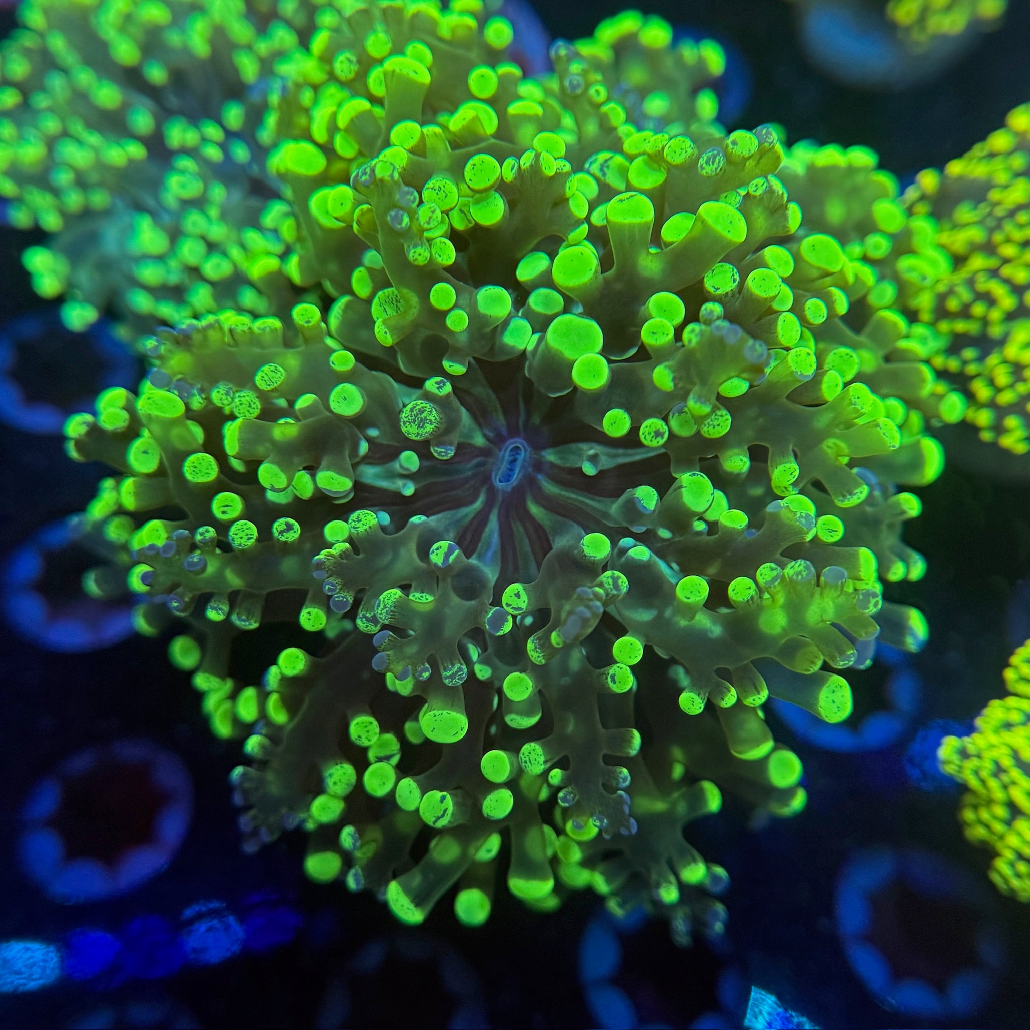 Neon Splatter Frogspawn