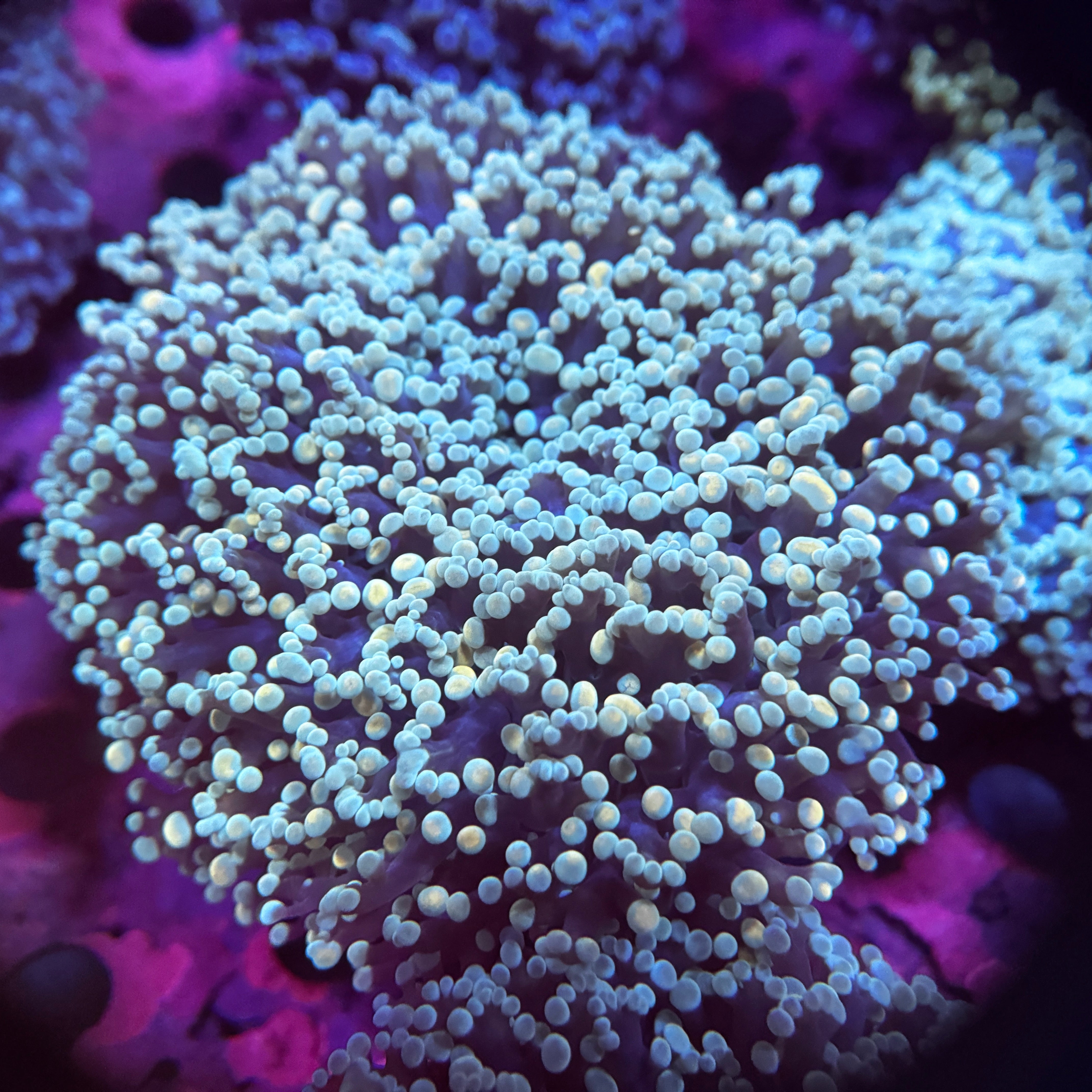 Golden Sapphire Kingspawn (Showpiece)