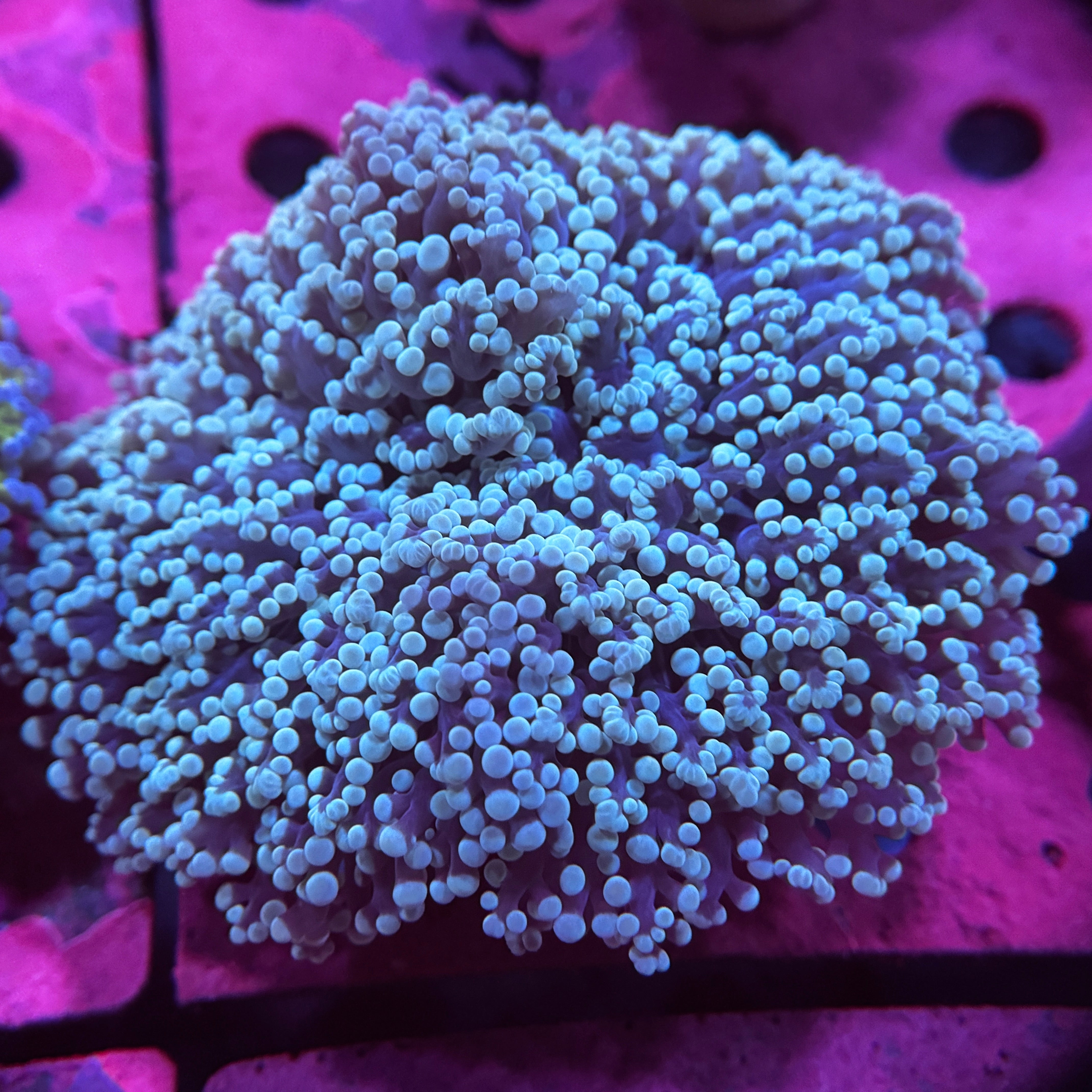 Metallic Blue Kingspawn