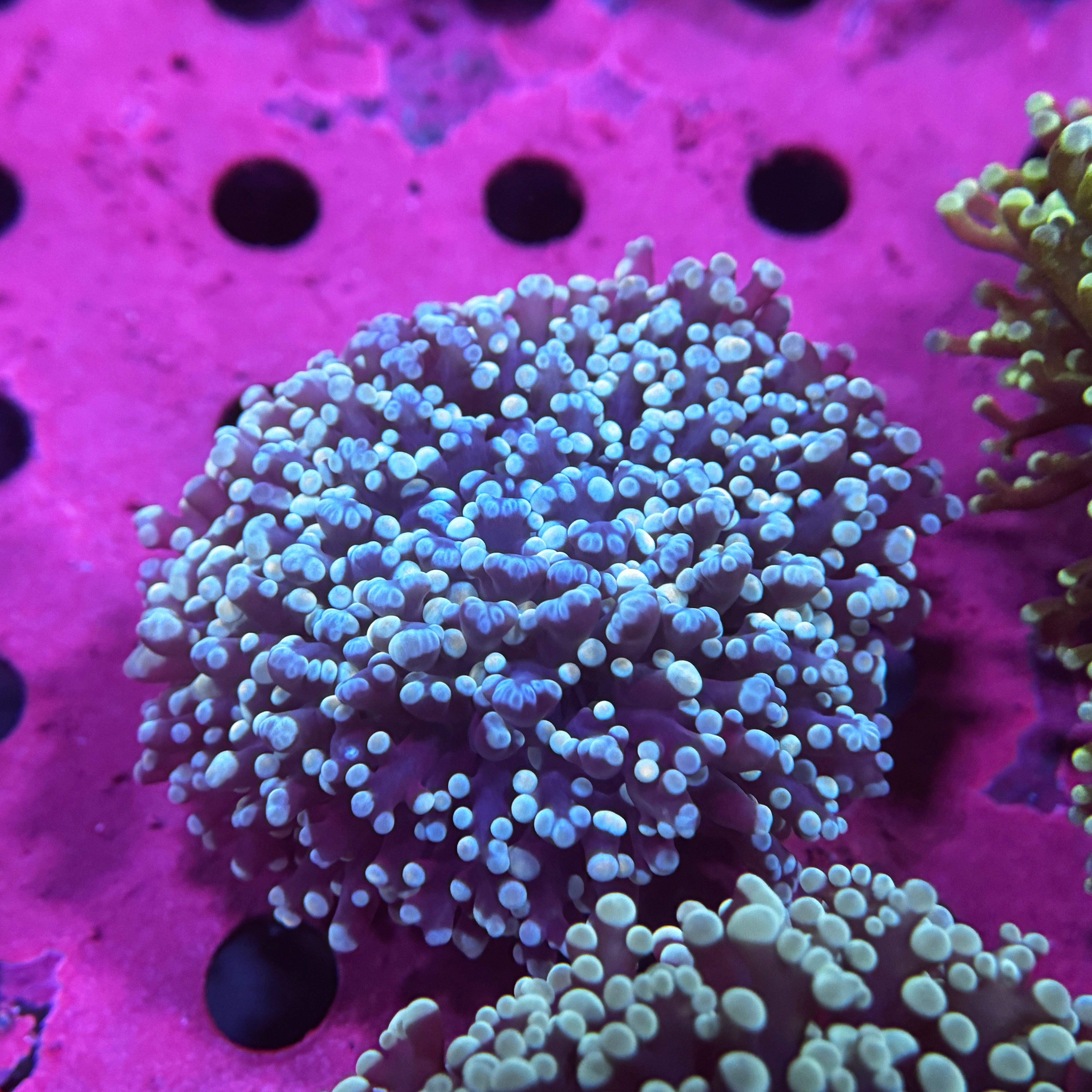 Gold Sapphire Kingspawn