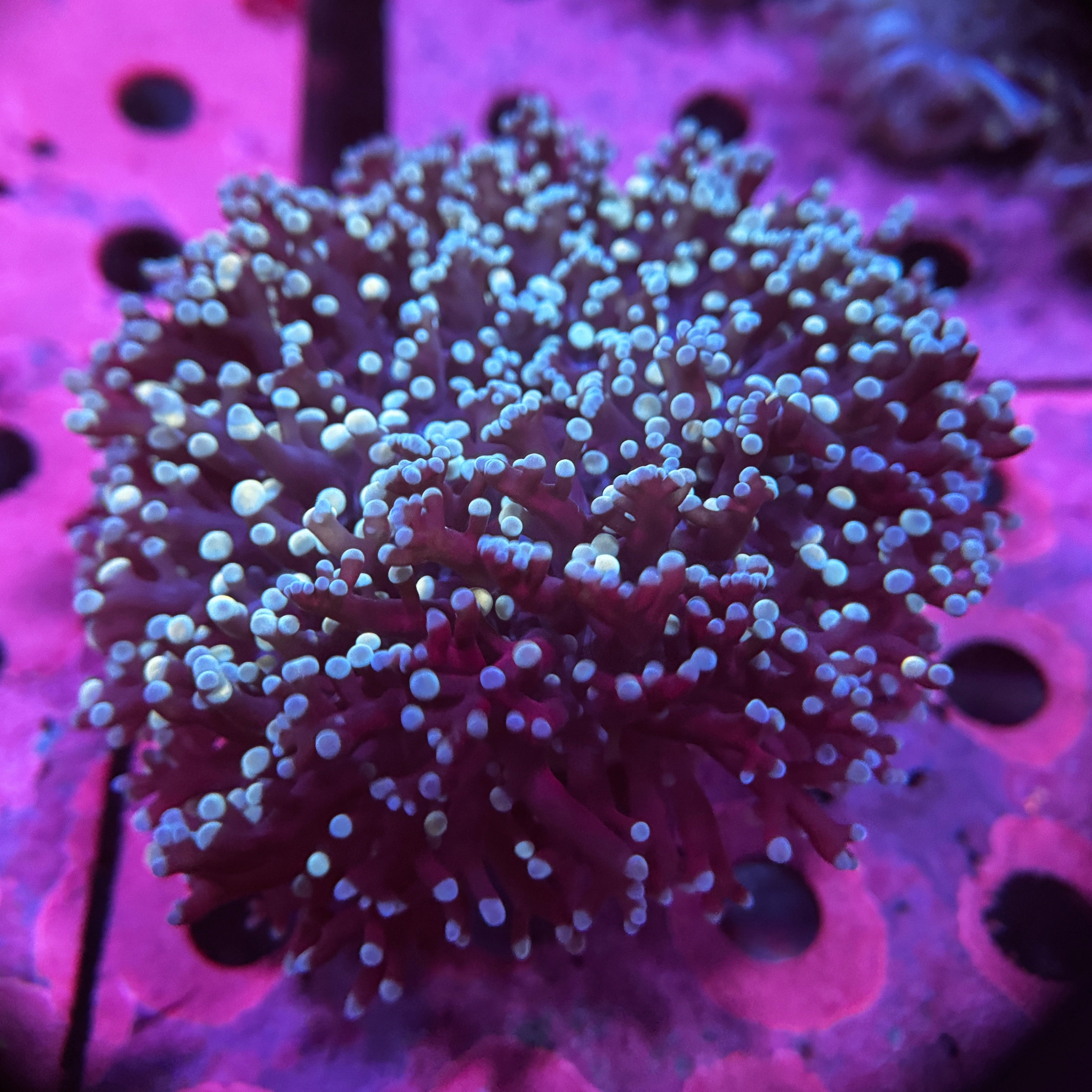 Dark Knight Kingspawn