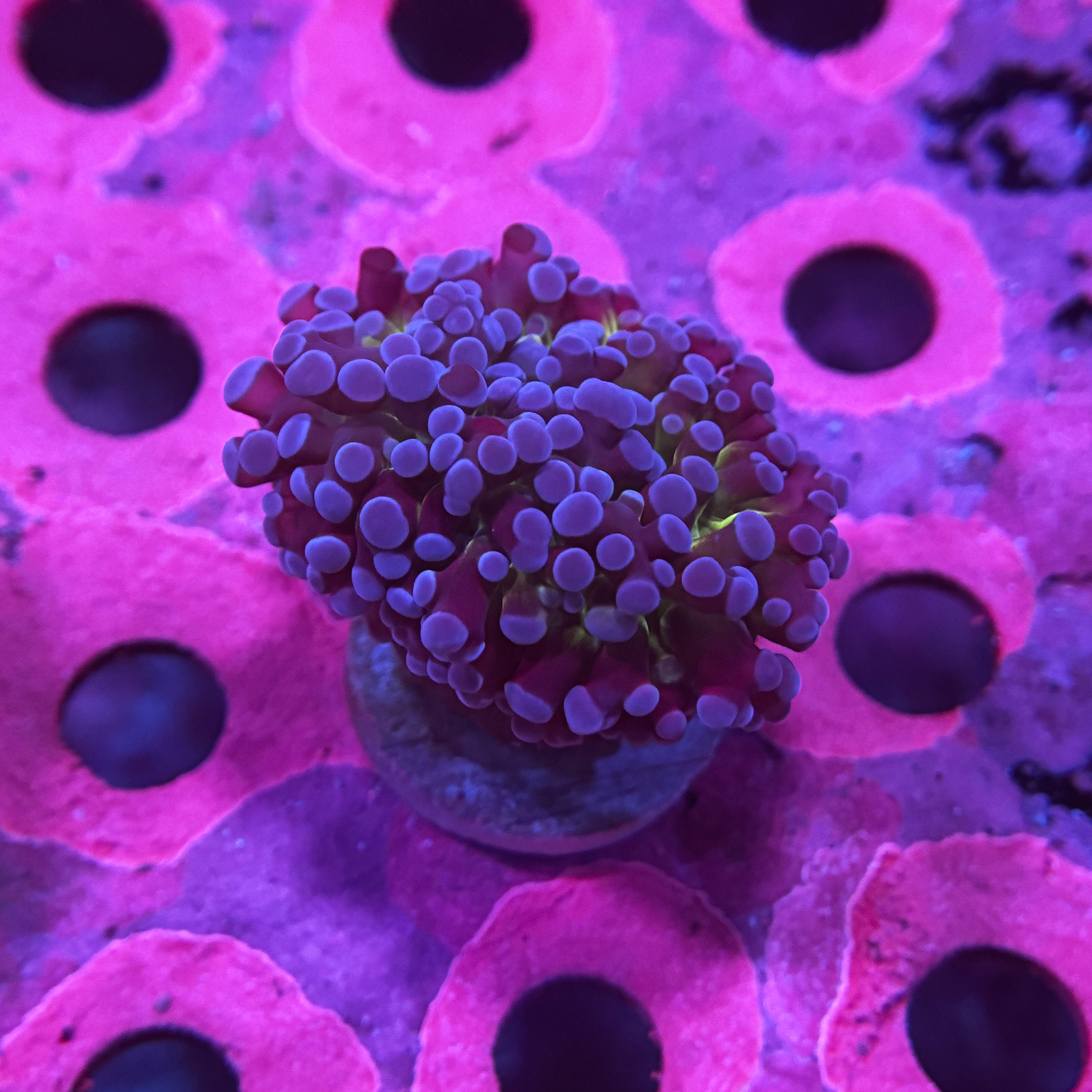 Deep Purple Kingspawn