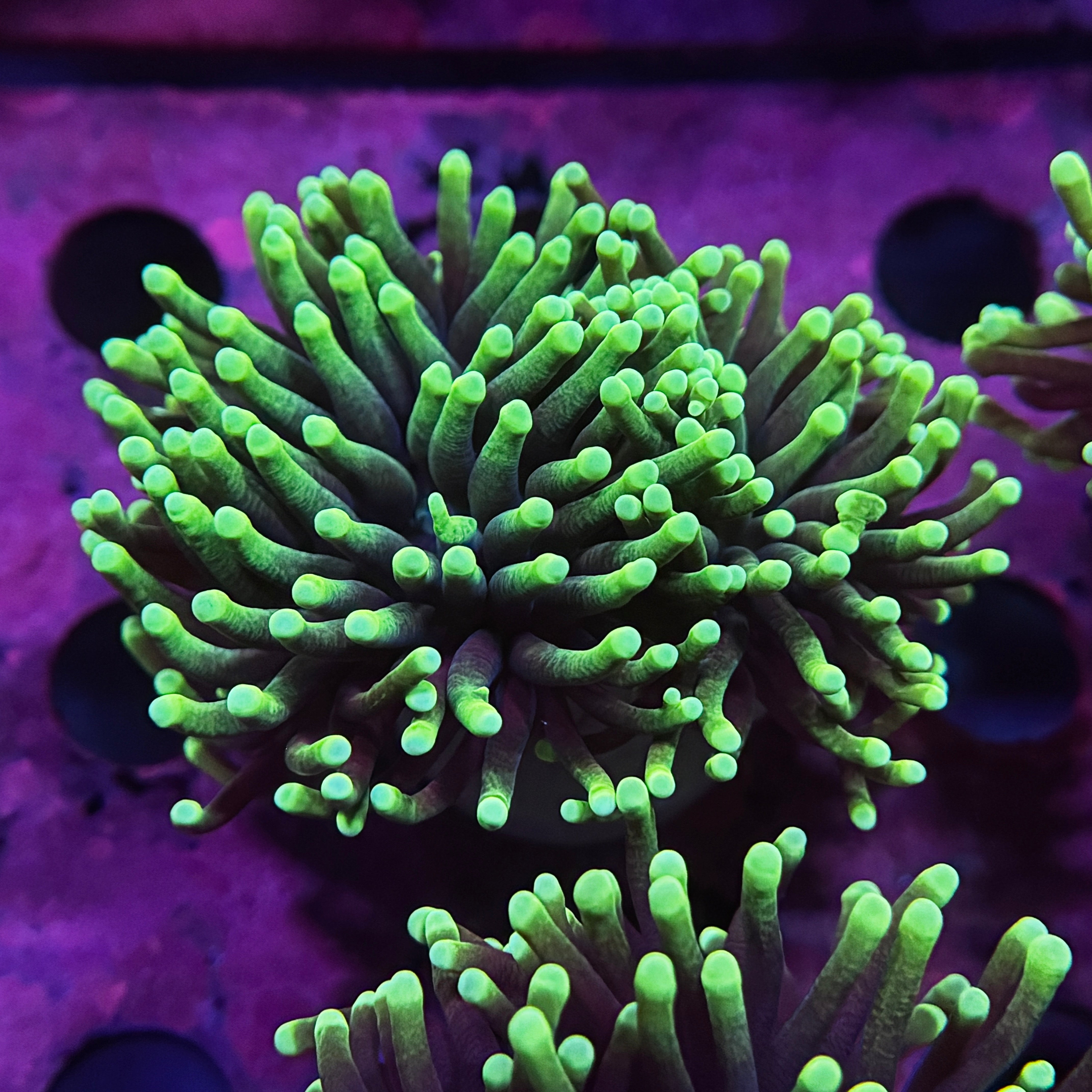 Aussie Highlighter Torch Cluster