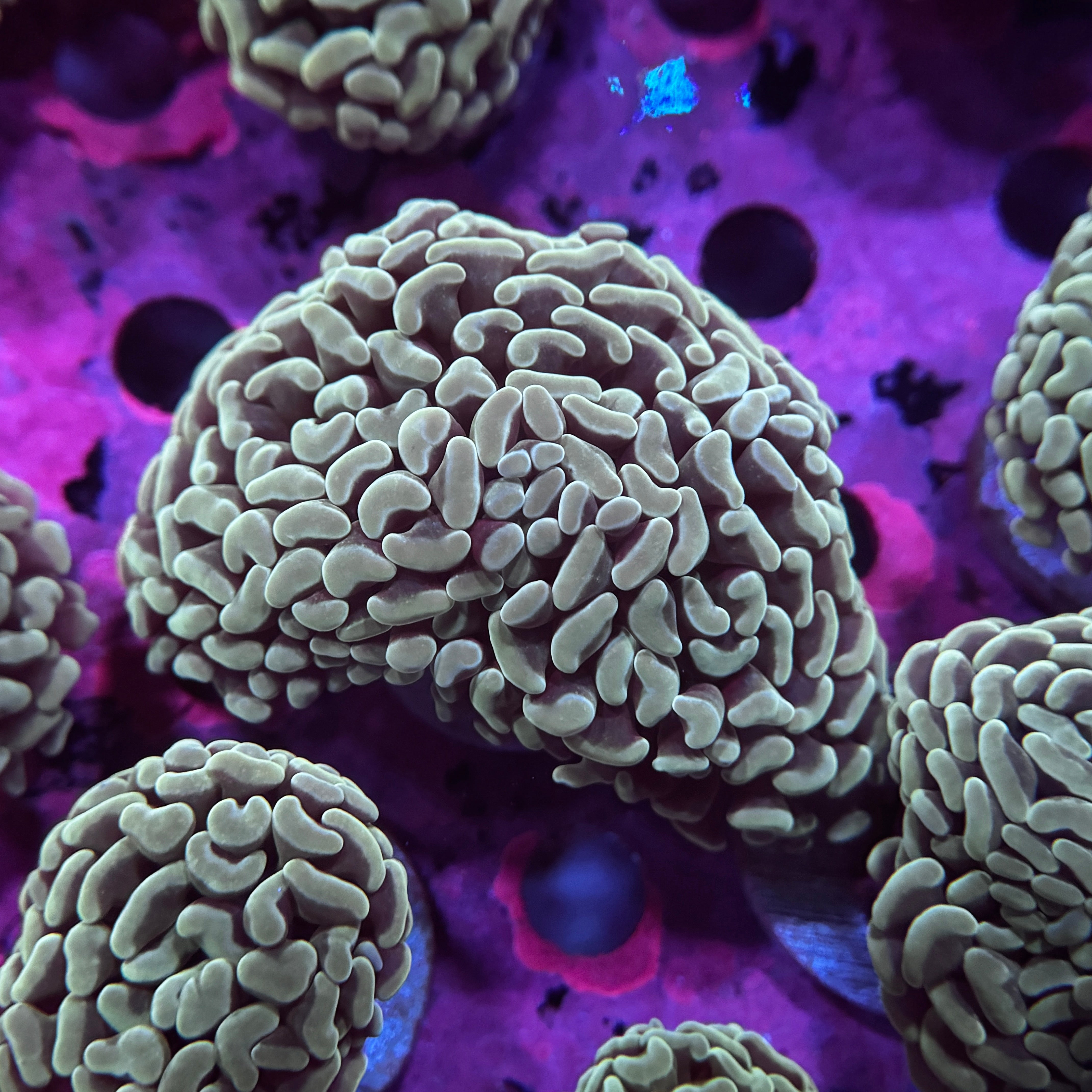 Fathead Teal Branching Hammer