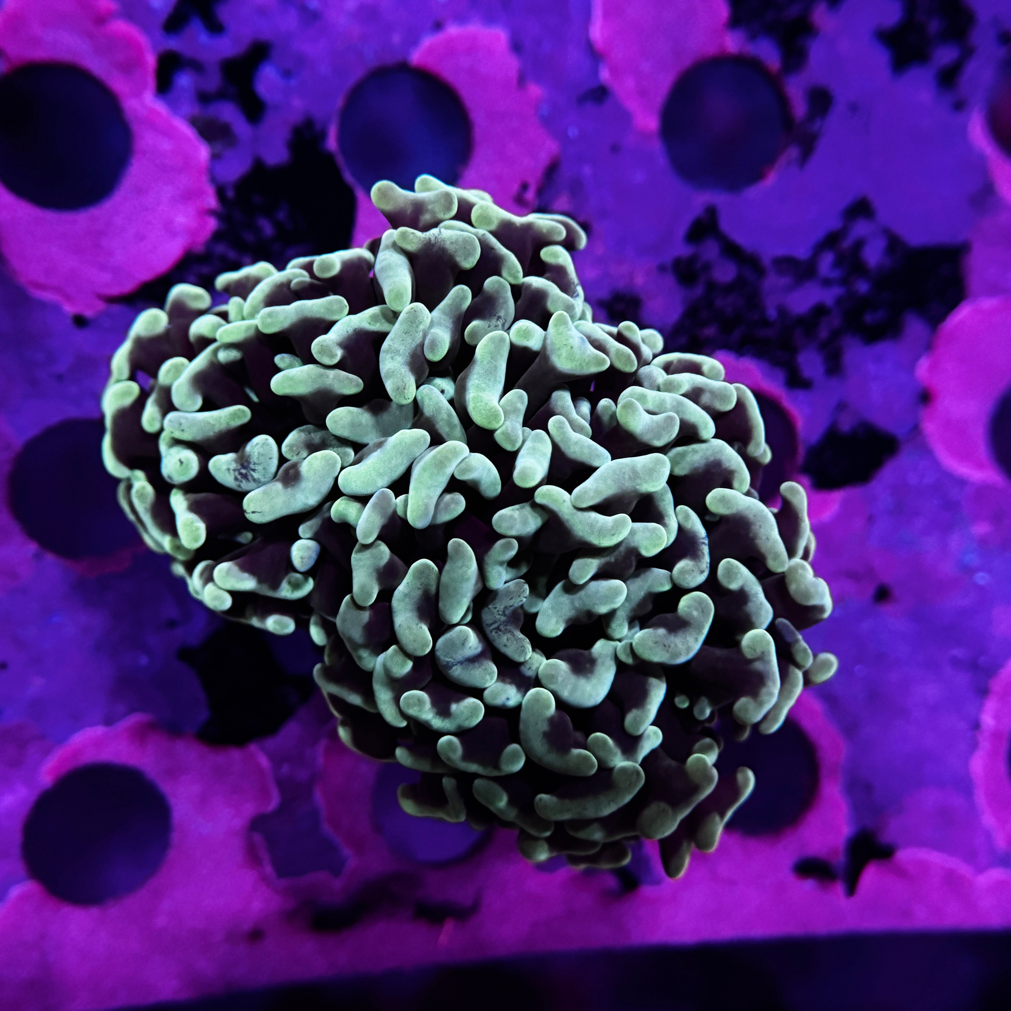 Fathead Teal Branching Hammer