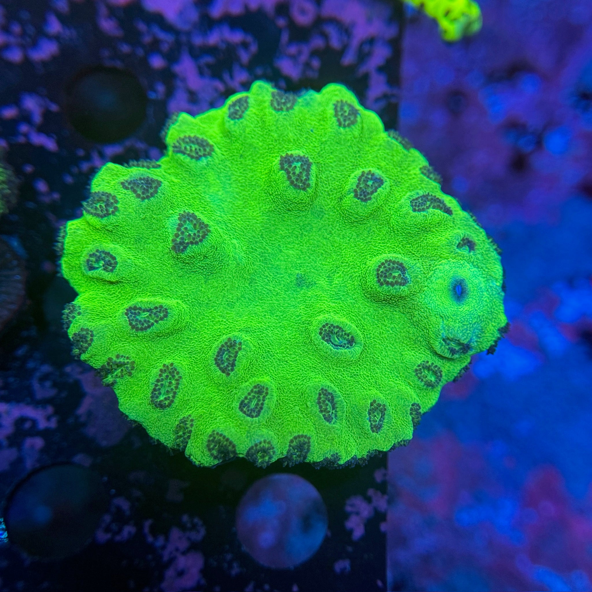 Pagoda Cup Coral Colony