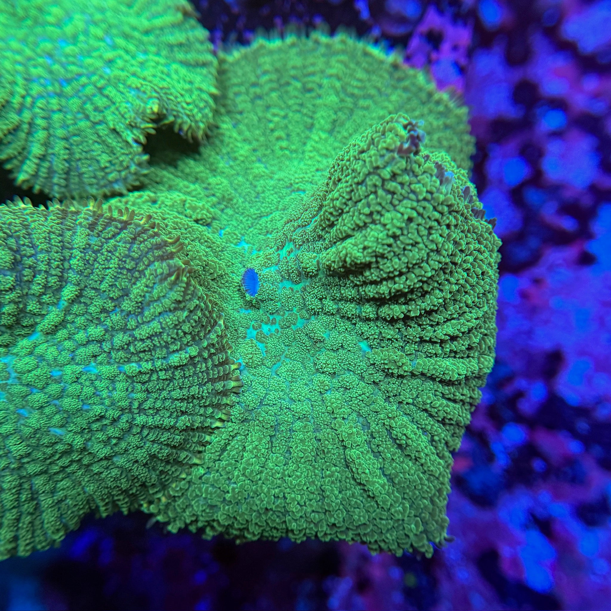 Bright Green Mushroom