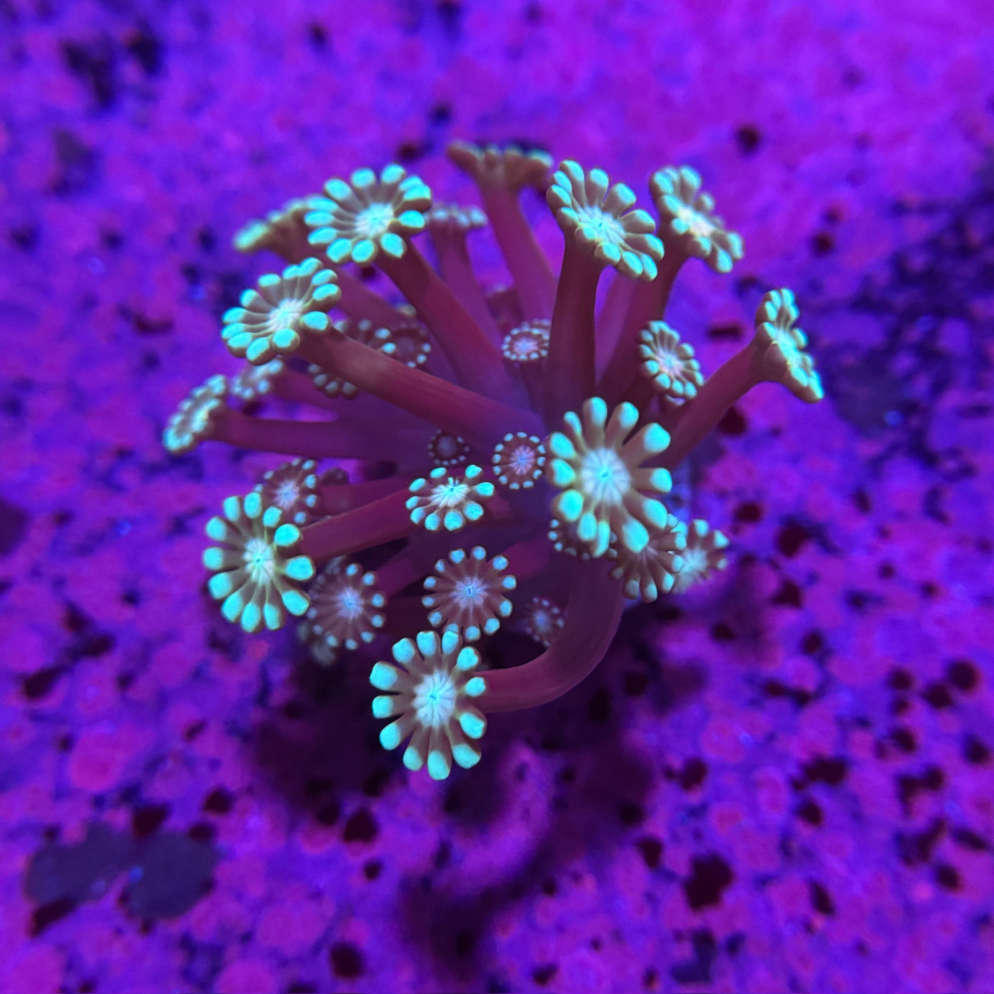 Teal Alveopora