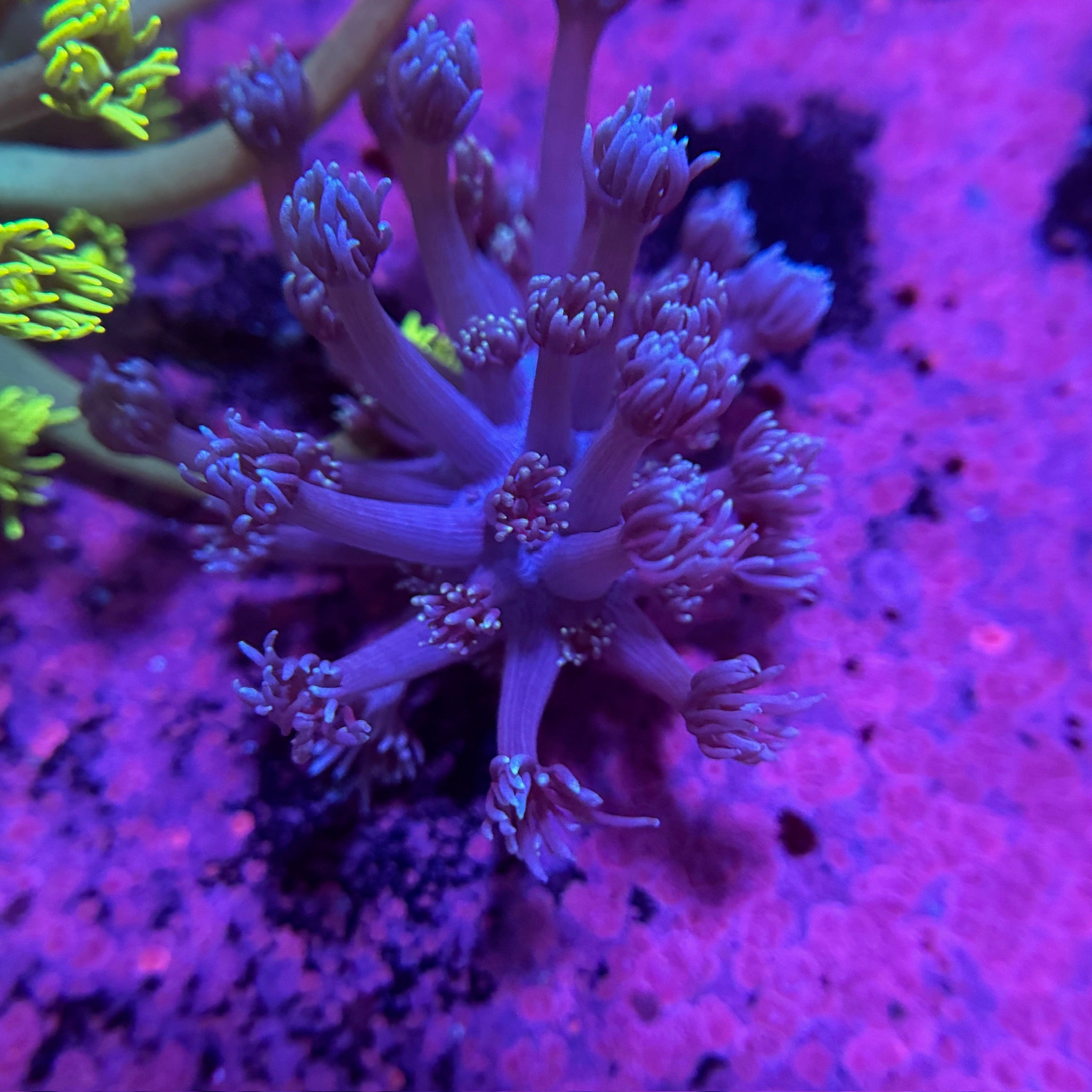 Purple Schmurple Goni