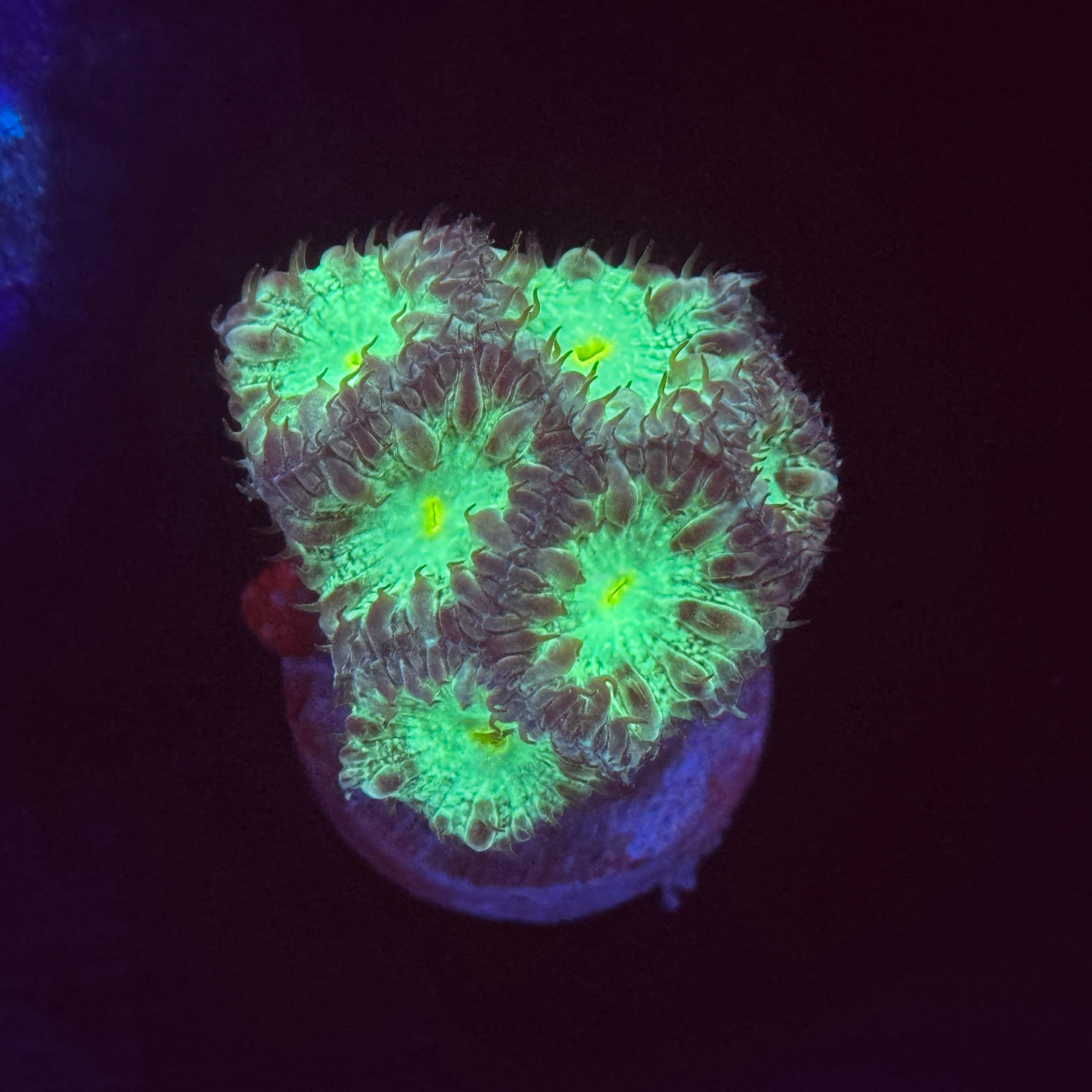 Gold Dragon Blastomussa Merletti