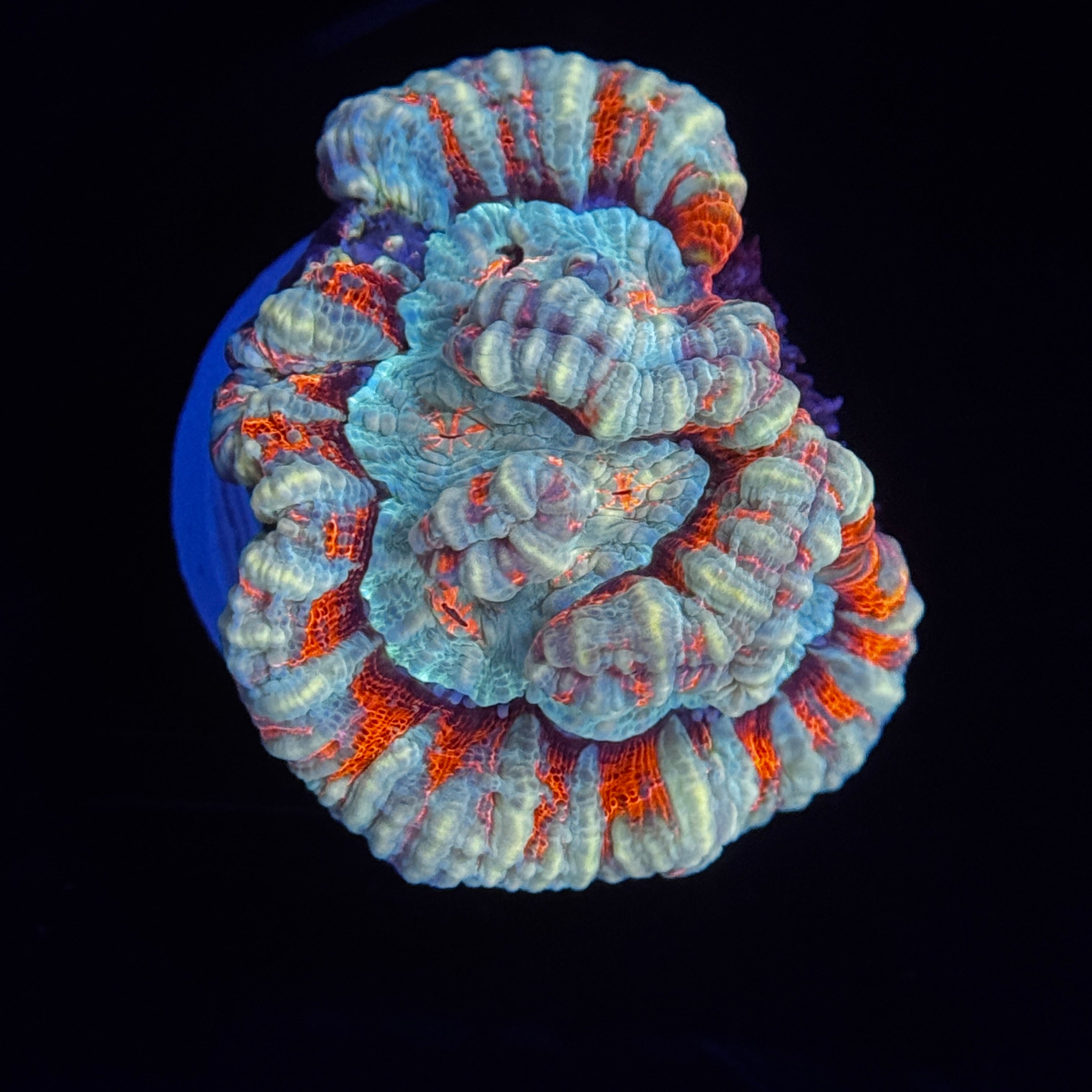 Showpiece Welsoni (Golfball Size)