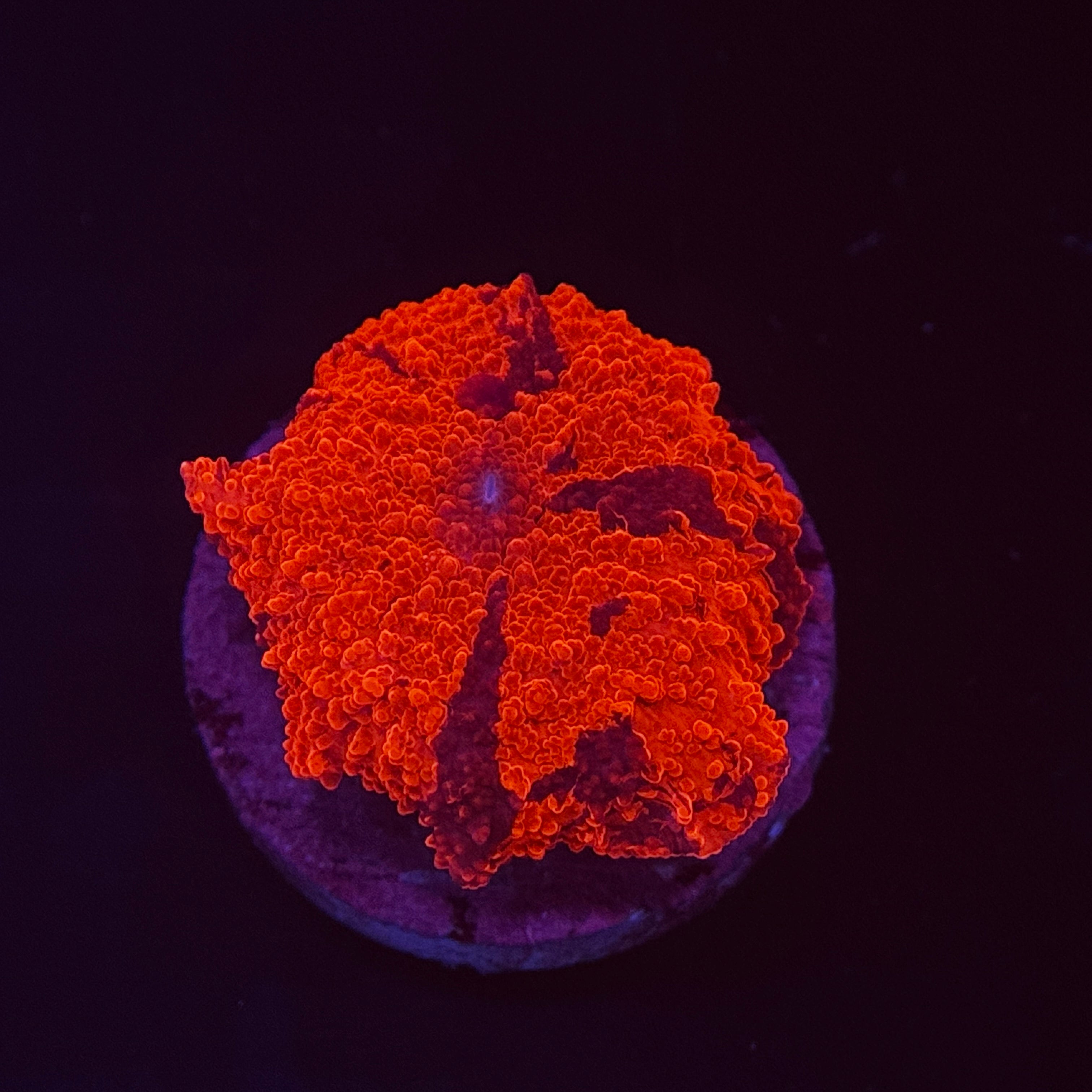 Ultra Deadpool Jawbreaker Mushroom