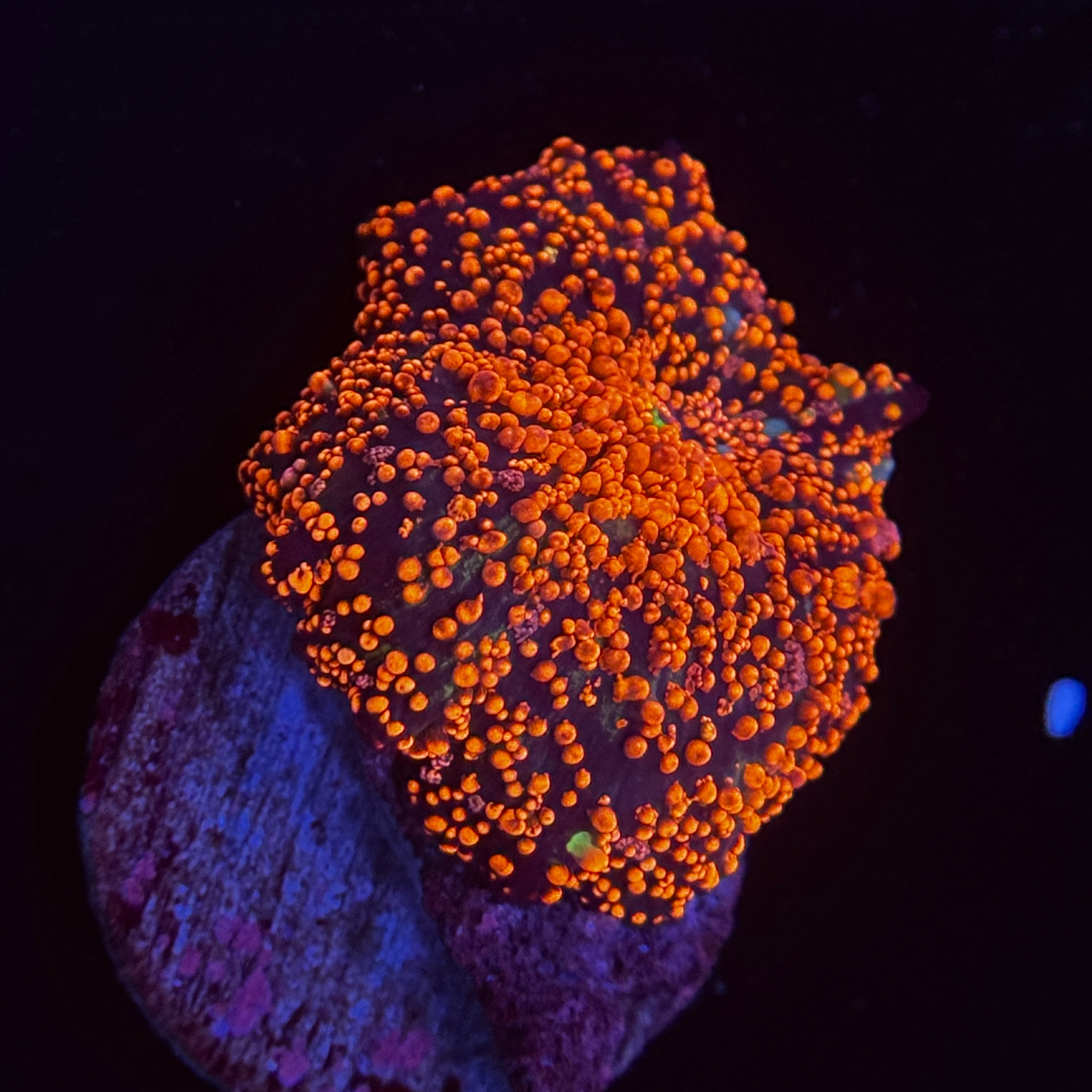 Pink Interstellar Mushroom