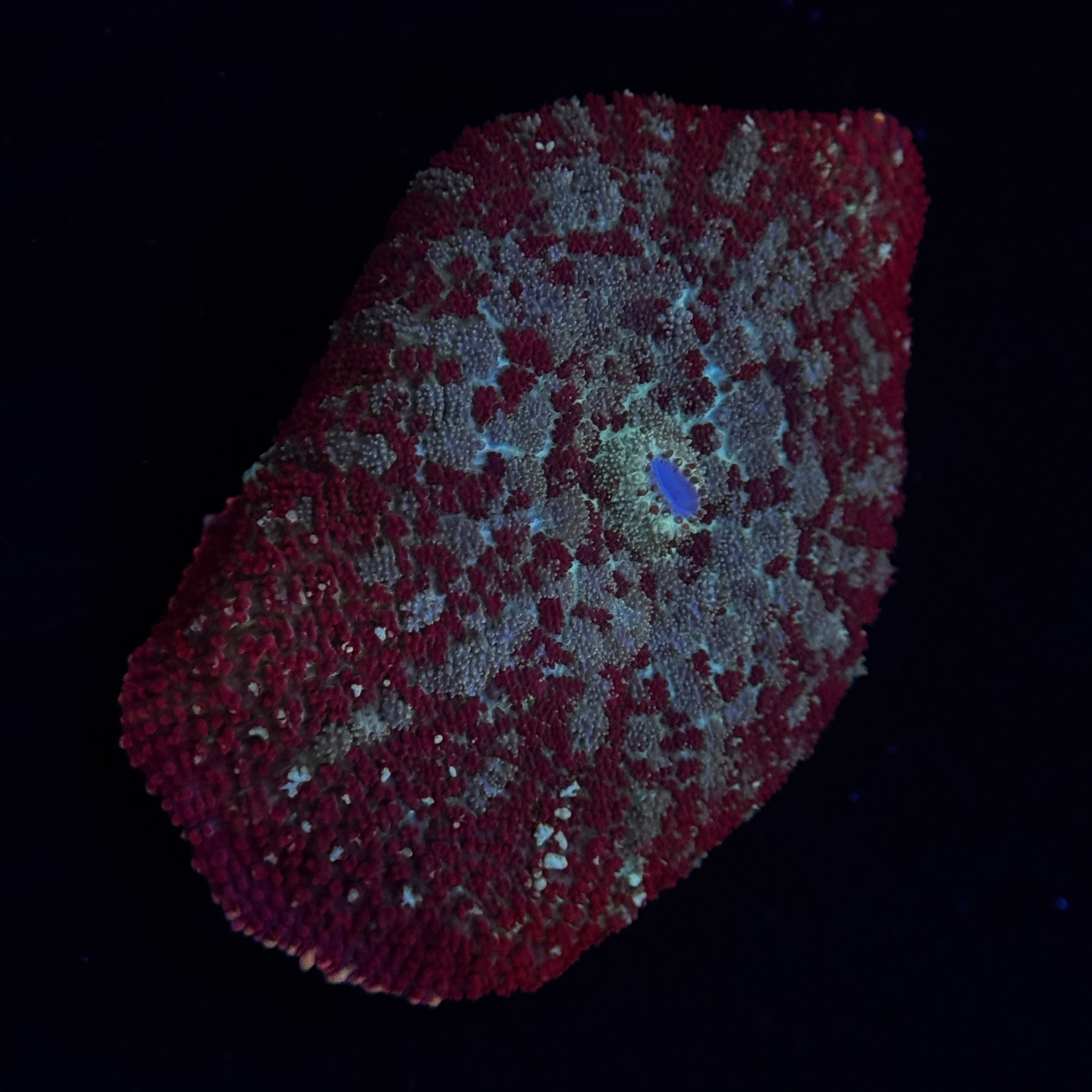 Ron Bergundy Rhodactus Mushroom