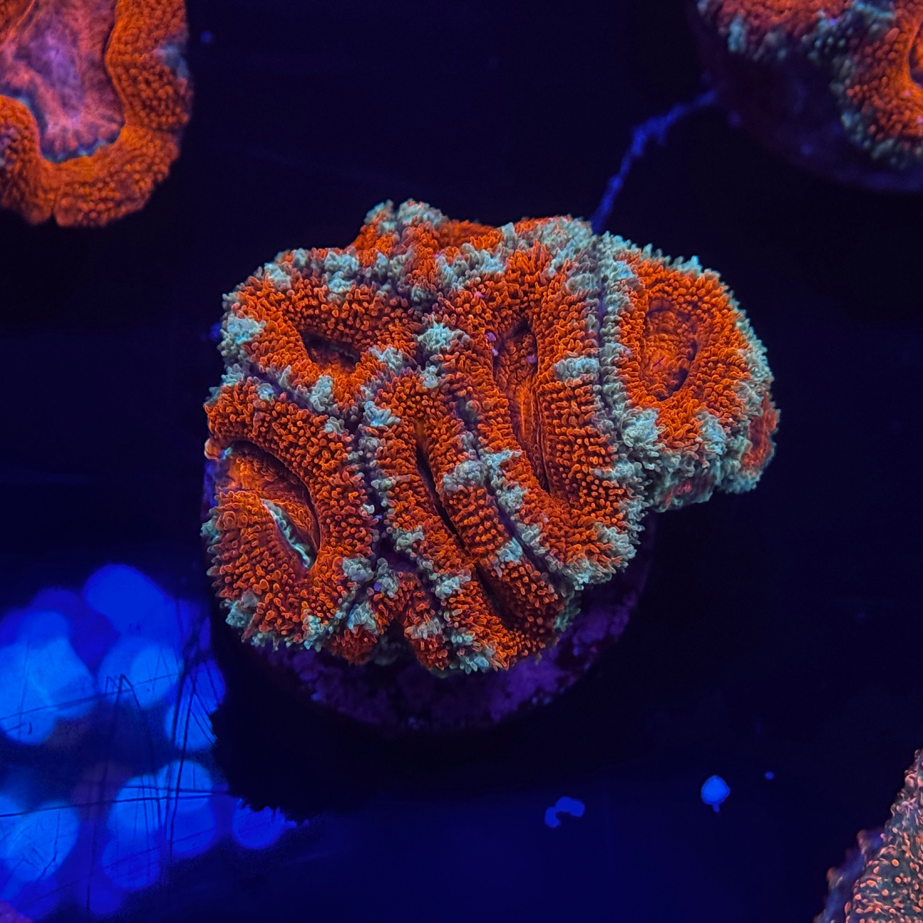 Acan Lord Cluster