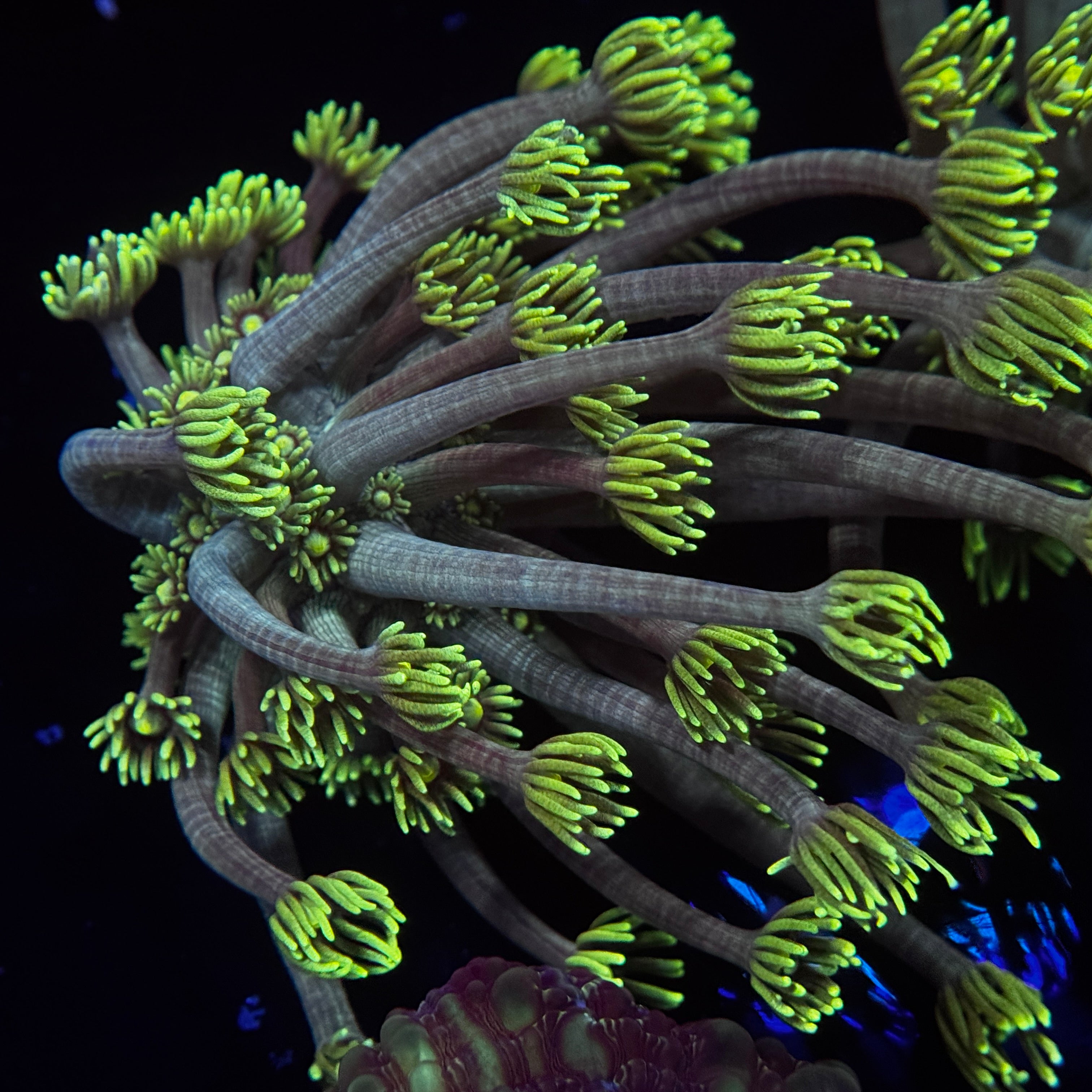 Master Yoda Goniopora