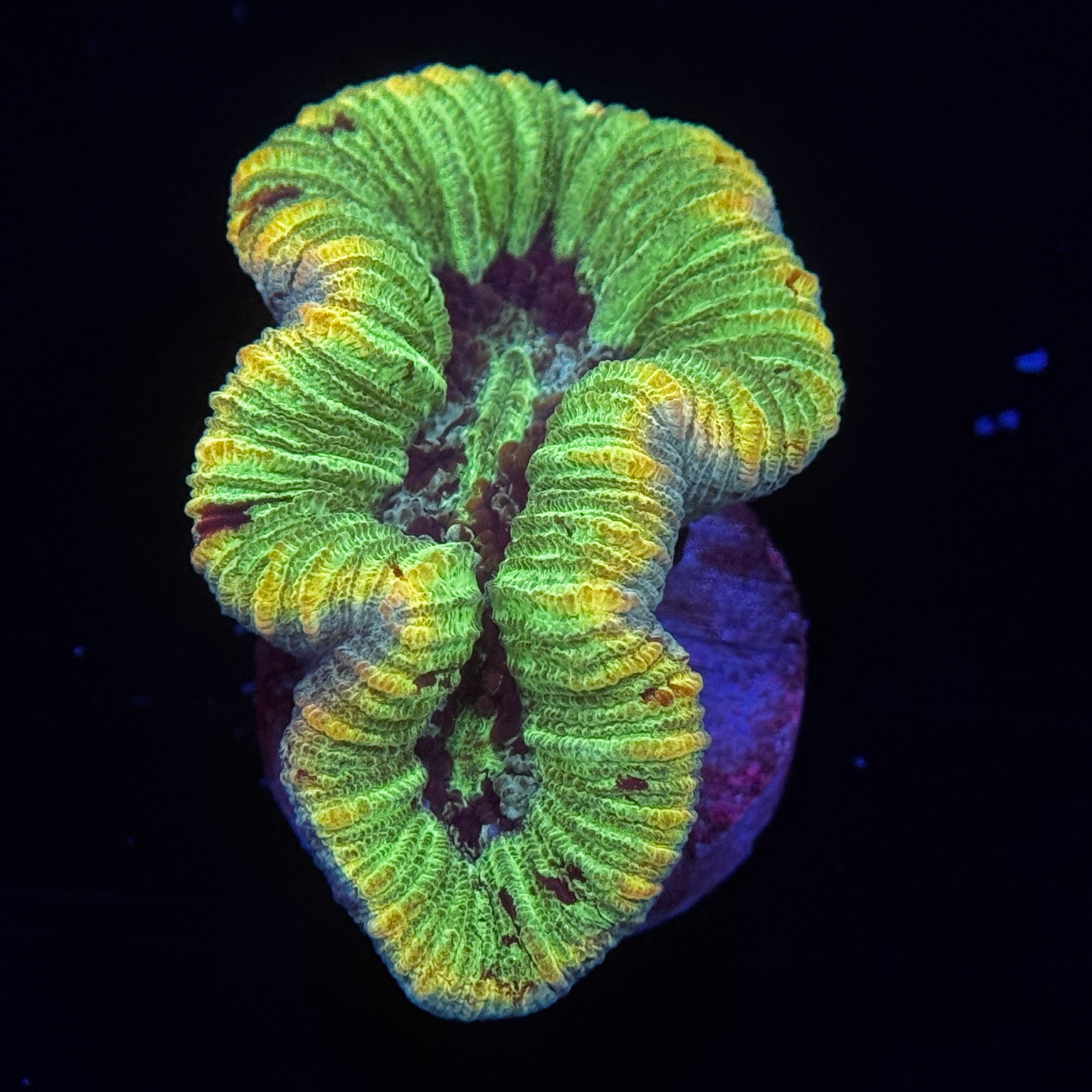 Rainbow Trachy Brain