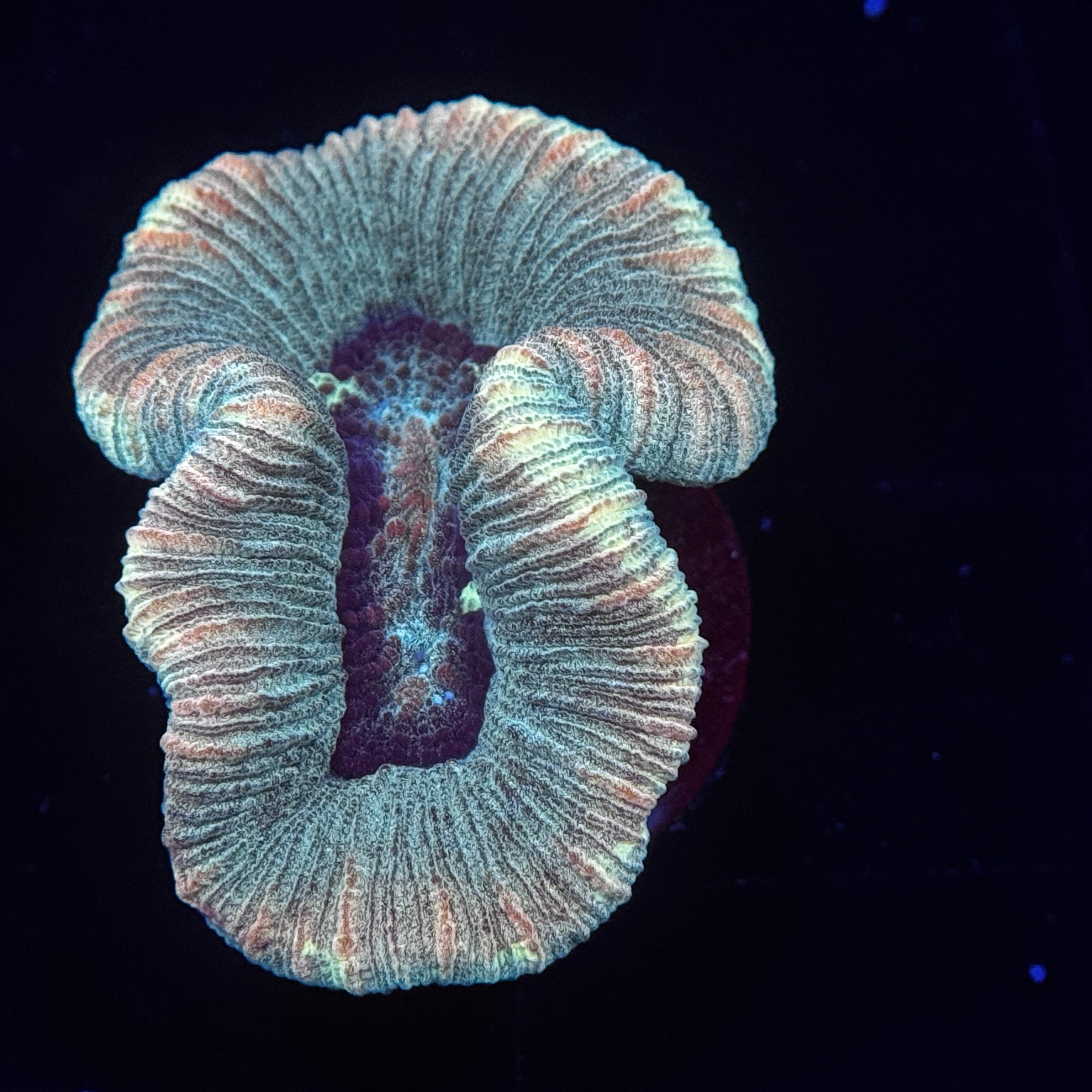 Rainbow Trachy Brain