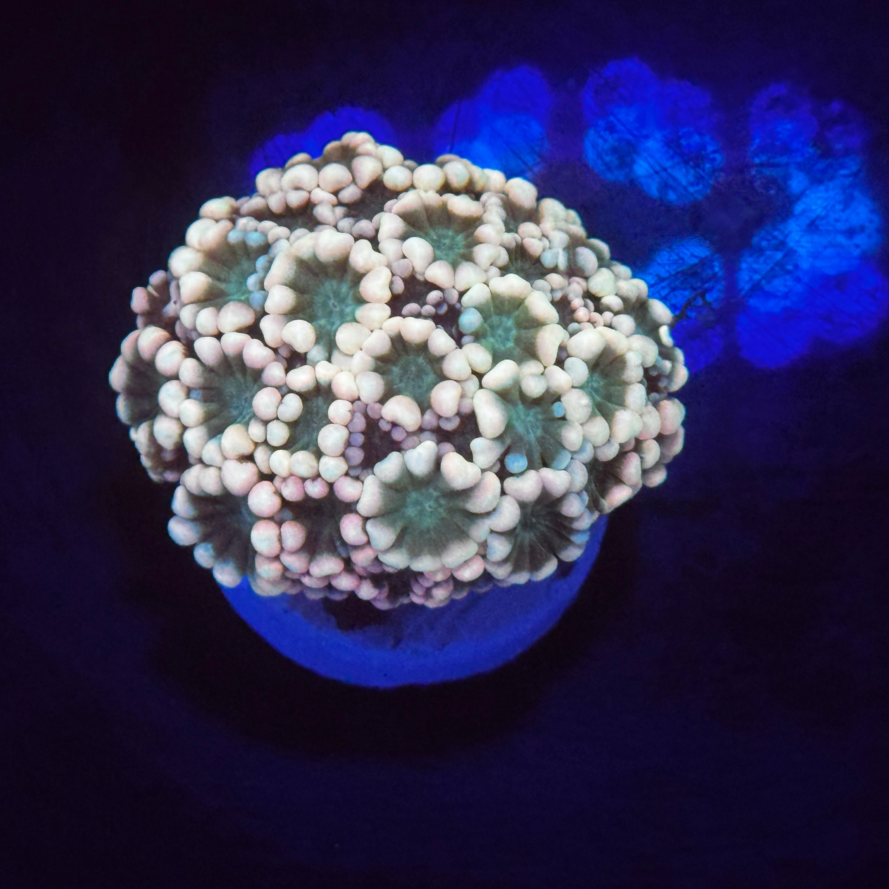 Lucky Charms Alveopora