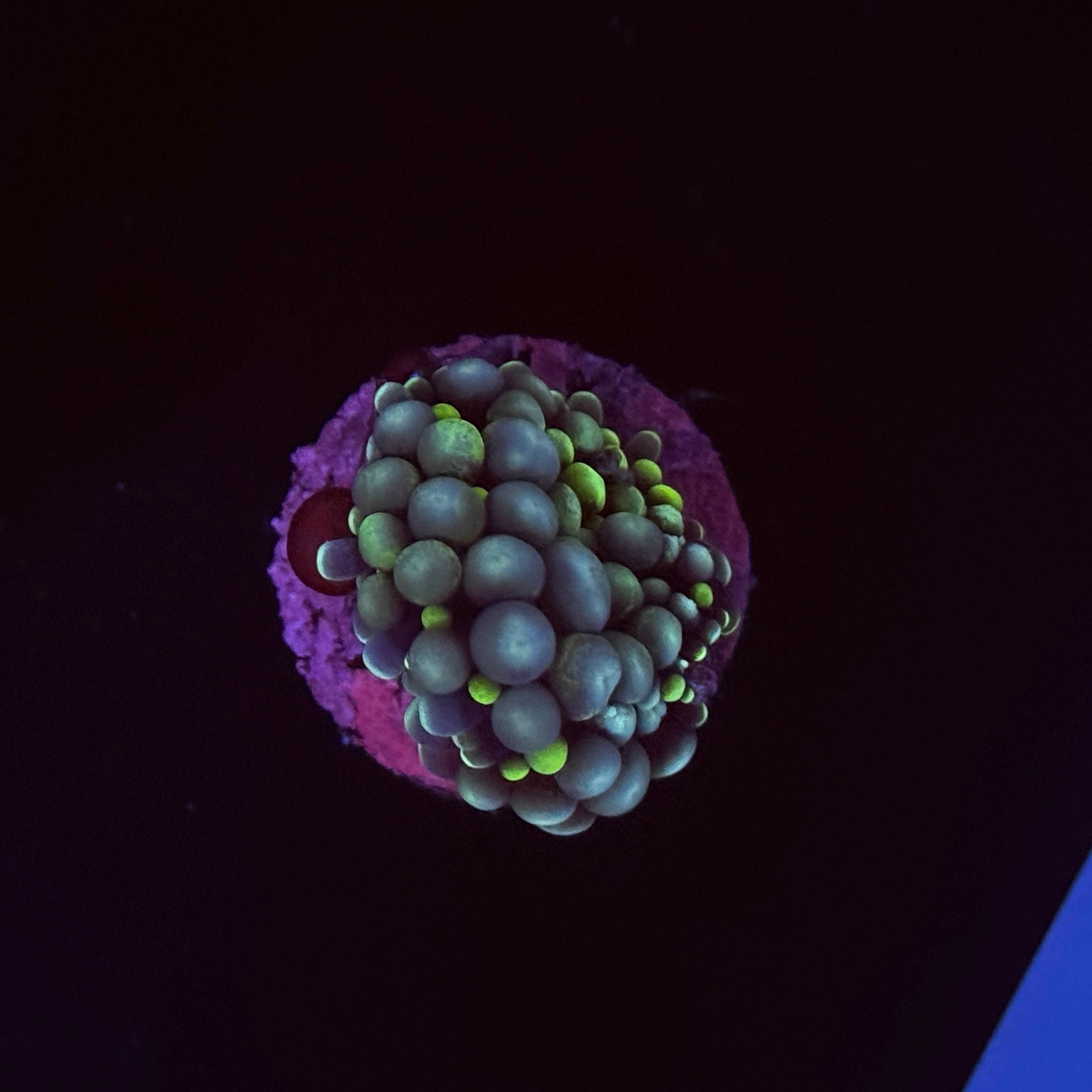 Rainbow Florida Ricordia