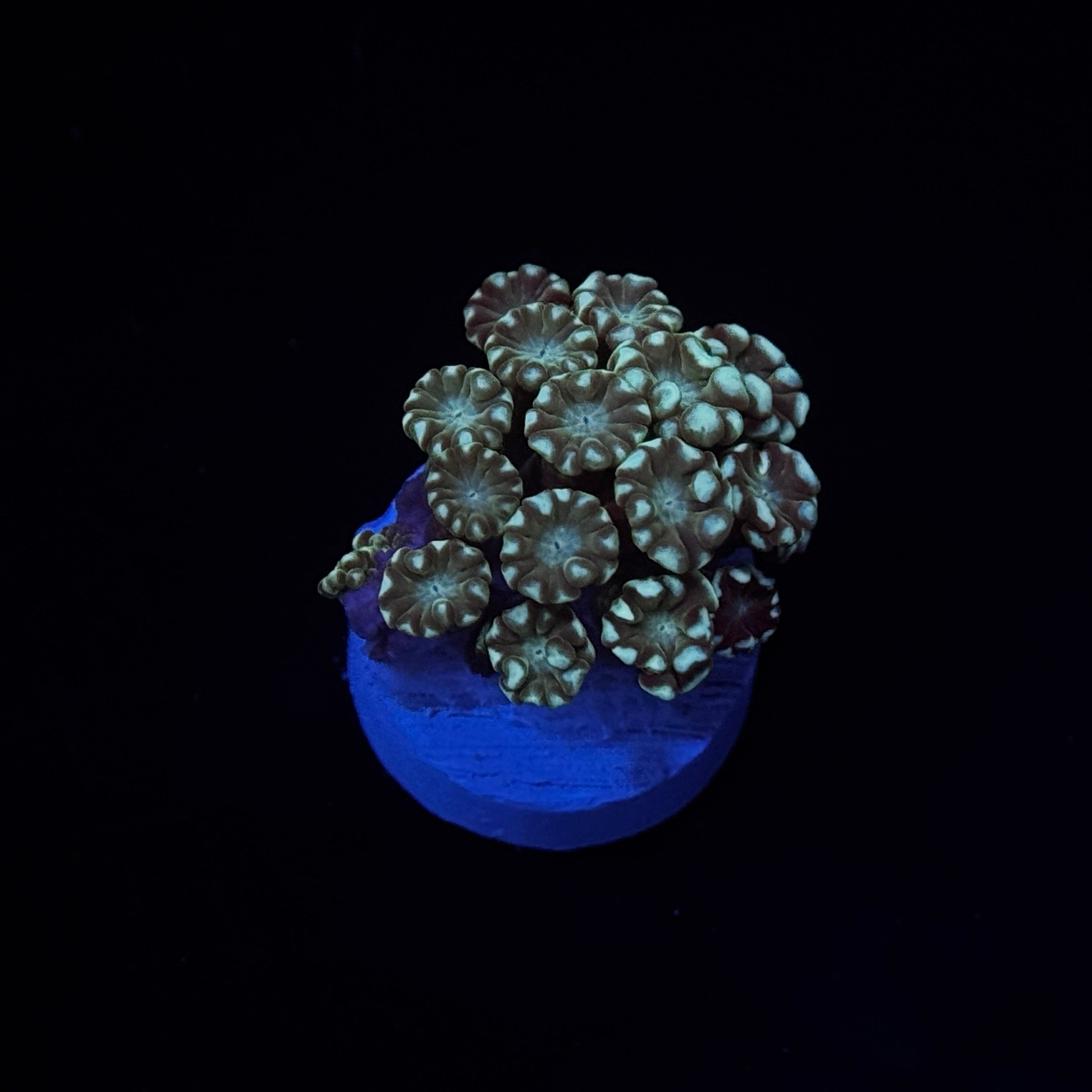 Forest Green Alveopora