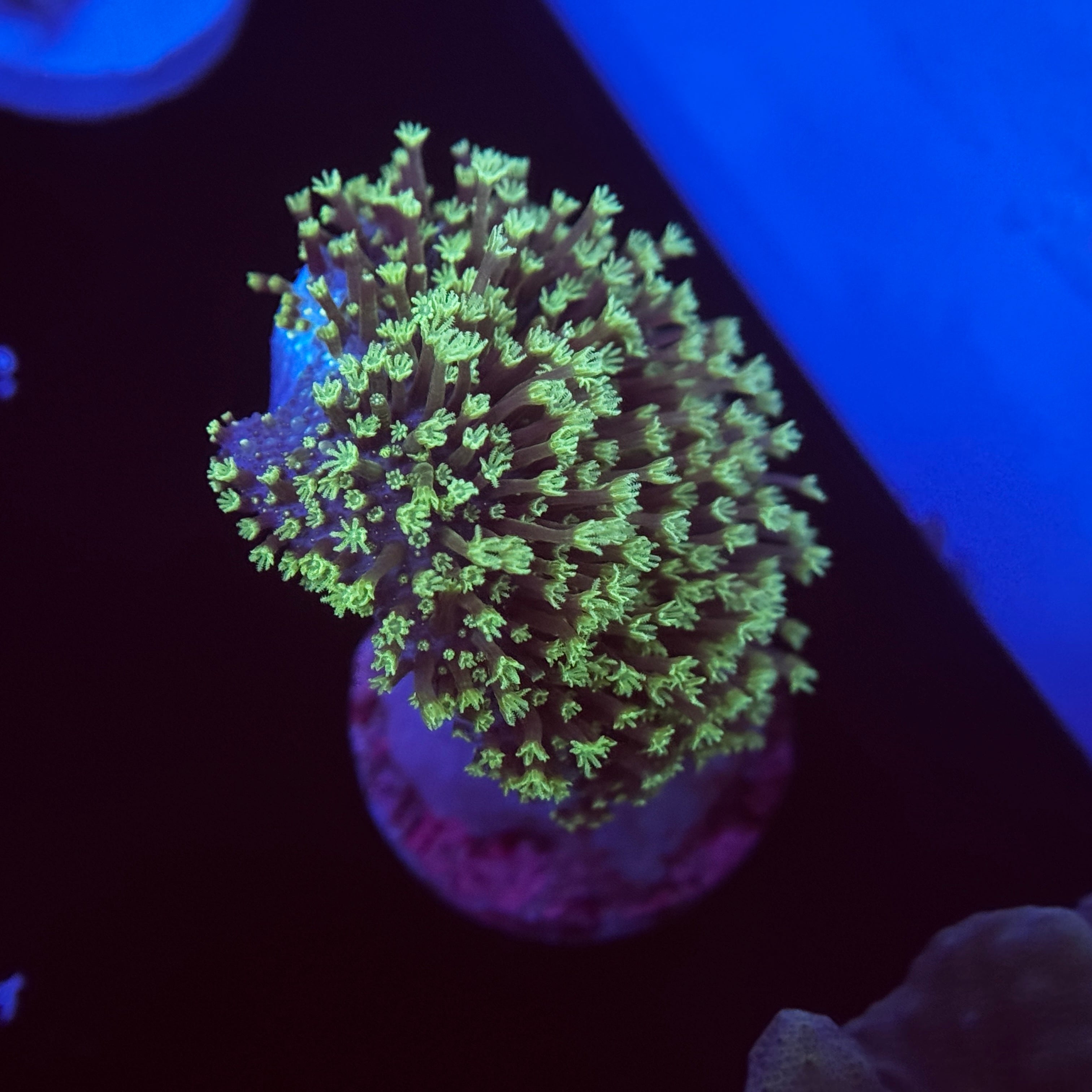 Neon Green Polyp Toadstool