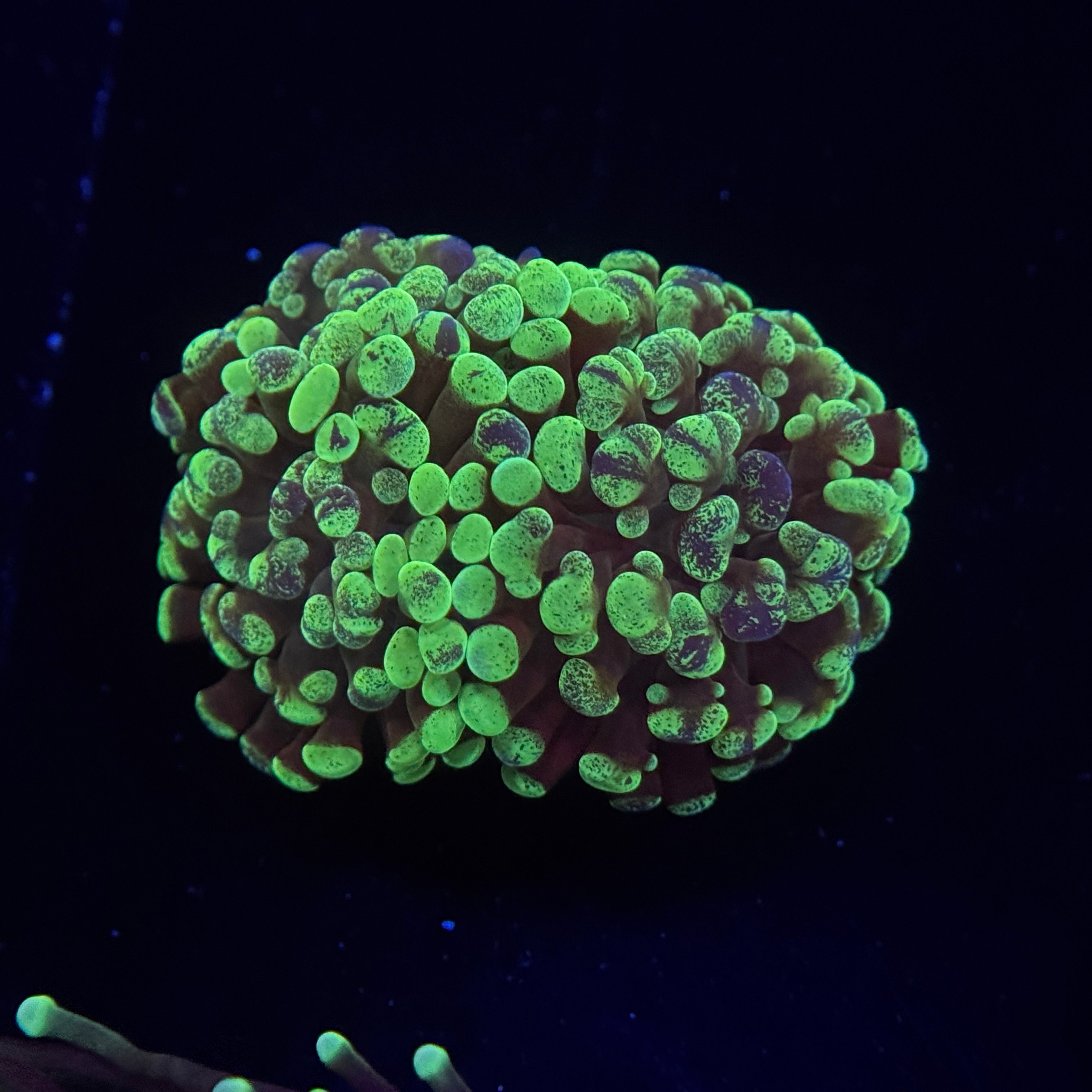 Green Splatter Hammer