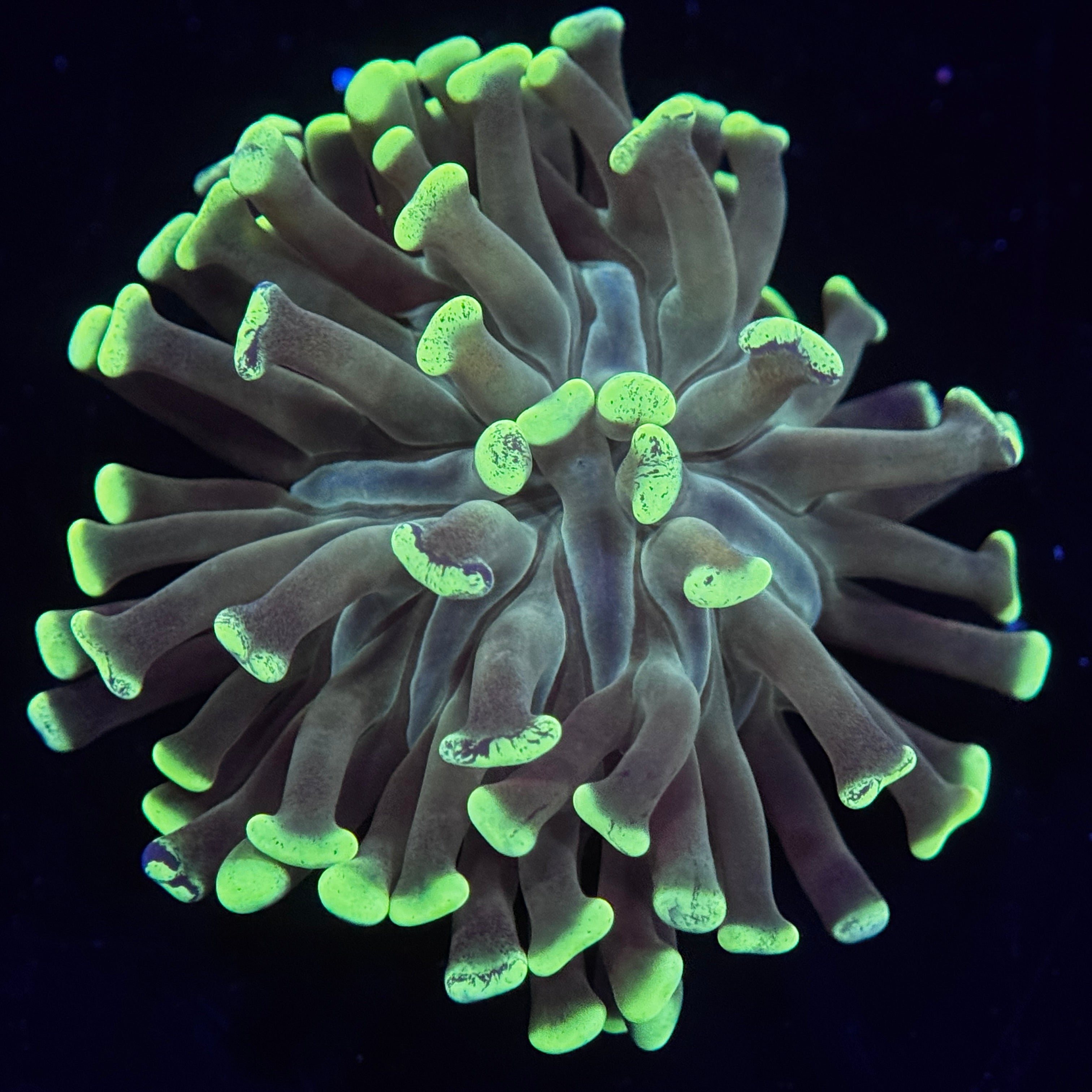 Emerald Anchor Hammer