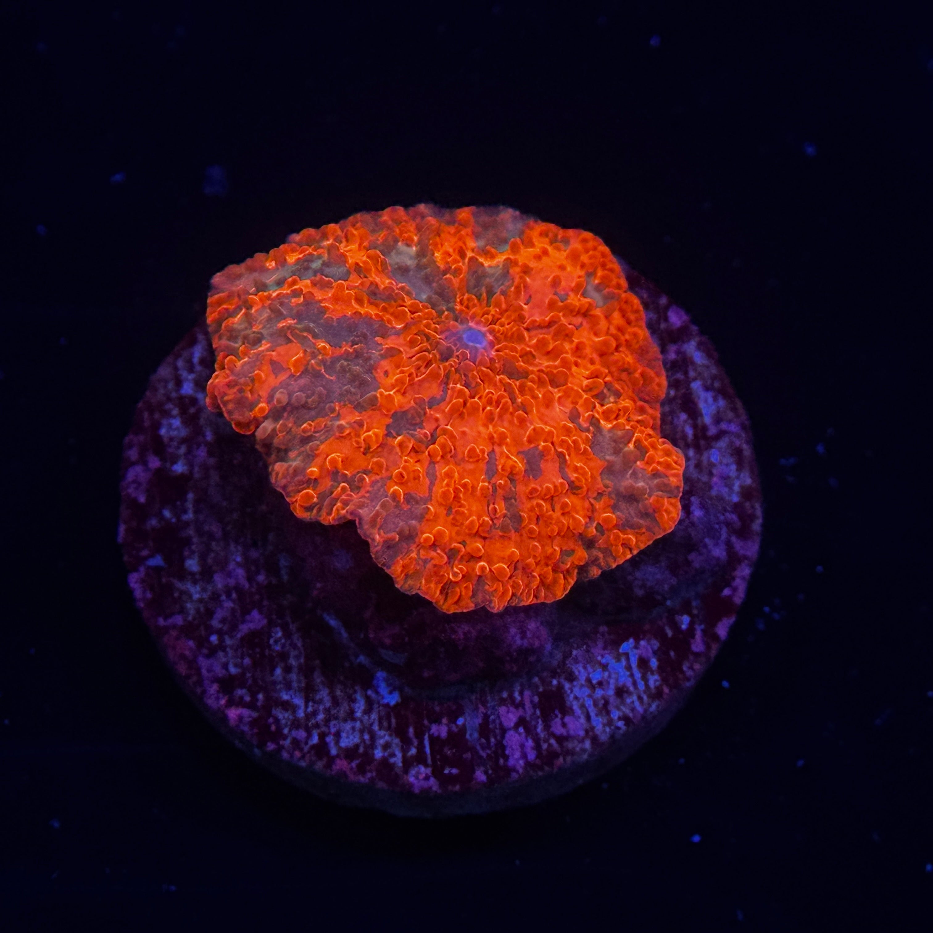 Ultra Candy Crush Mushroom