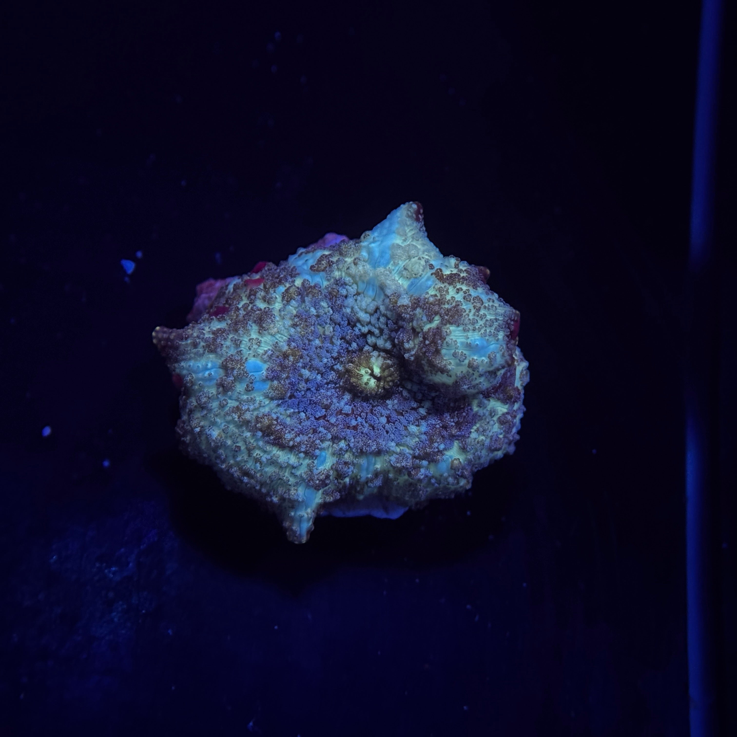 Speckled Baby Blue Discosoma