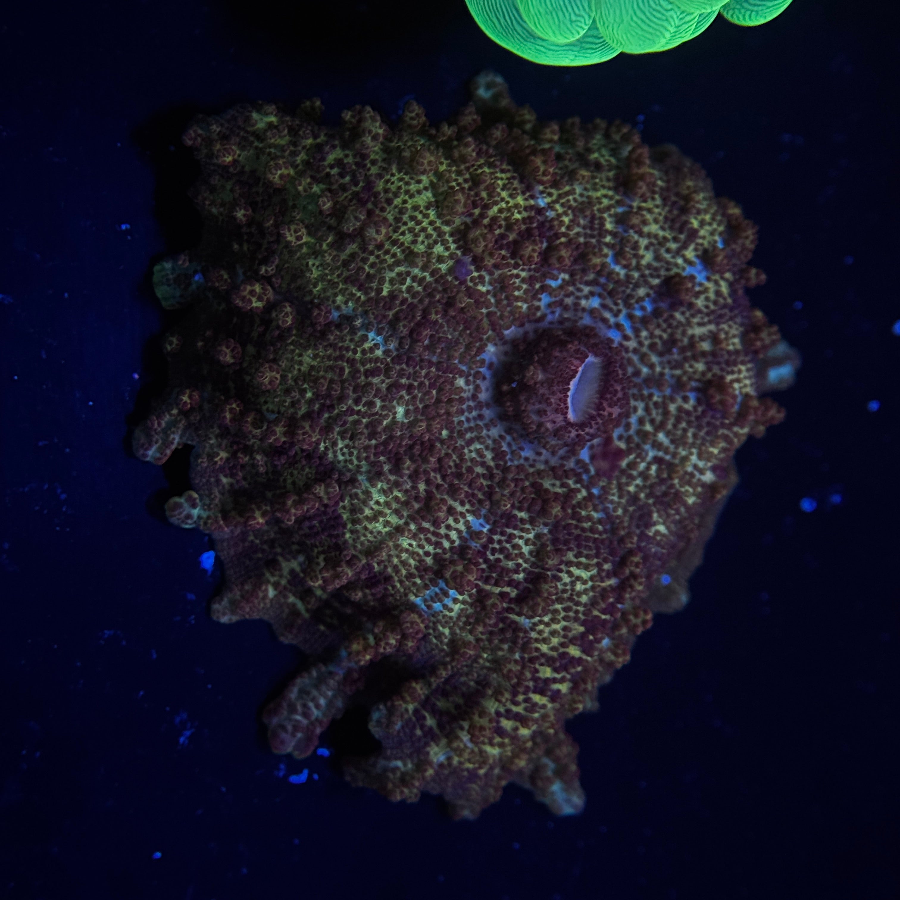 Bronze Neglectus Mushroom