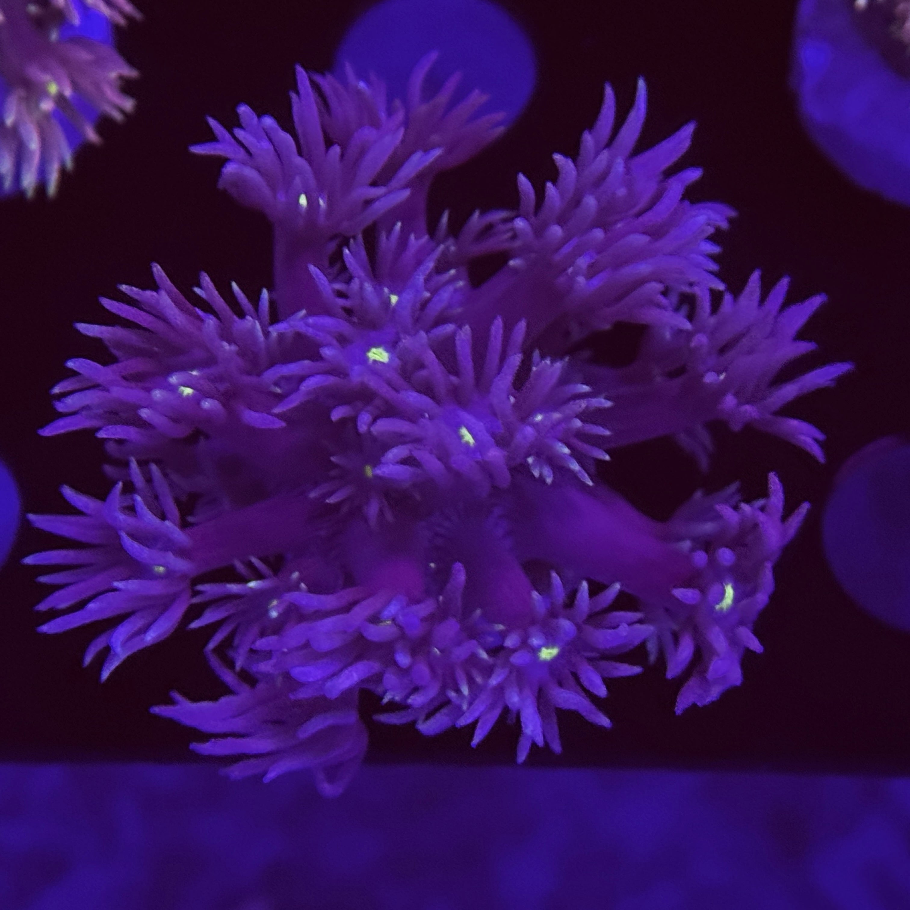 Purple Grimace Goniopora