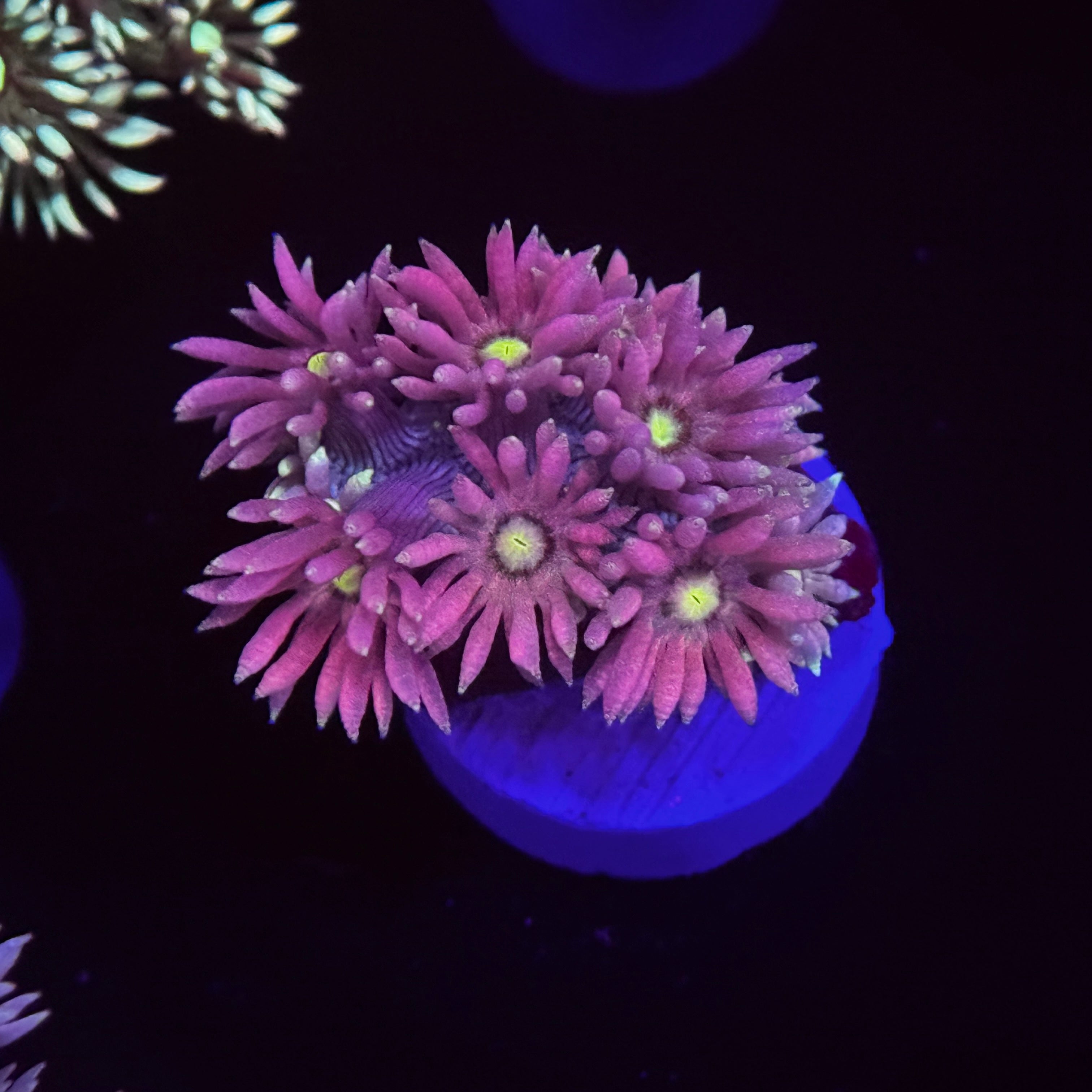 Flamma Mamma Goniopora