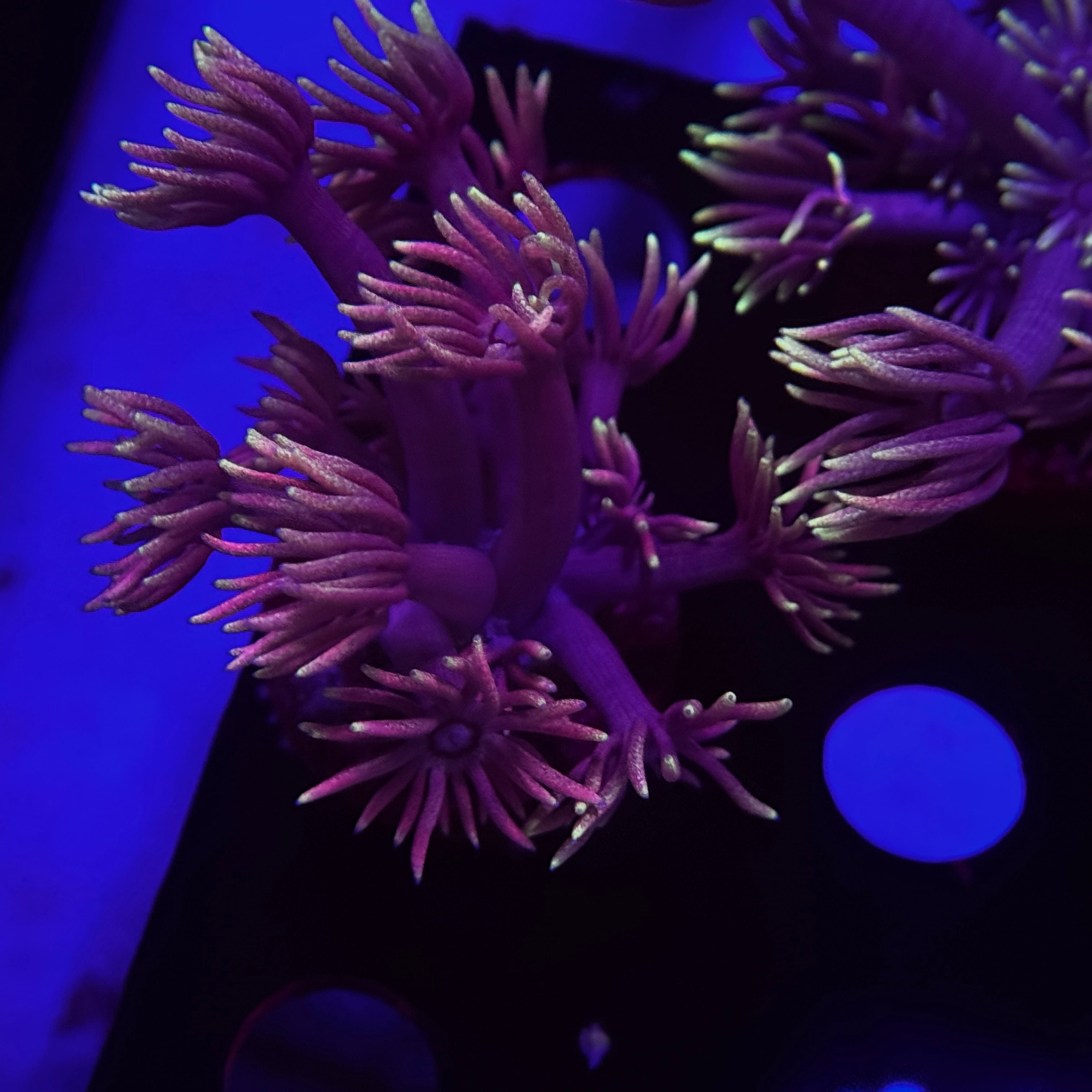 Passion Fruit Goniopora