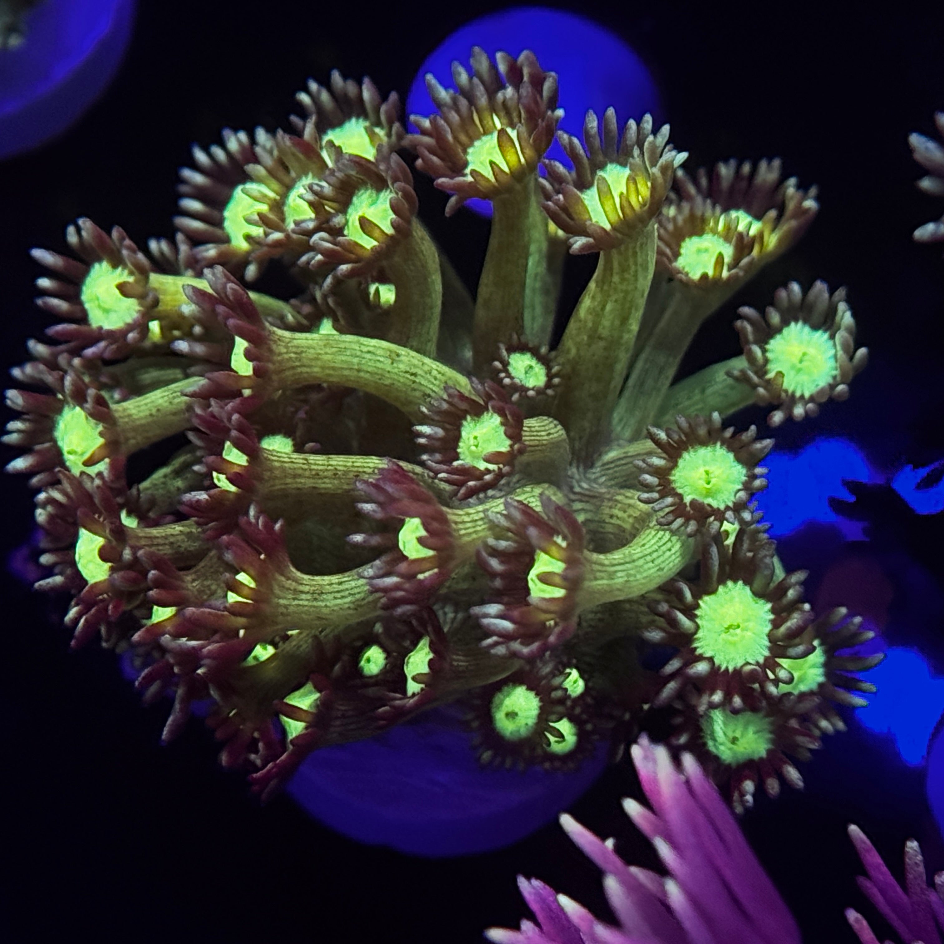 Psudo Glitter Goniopora