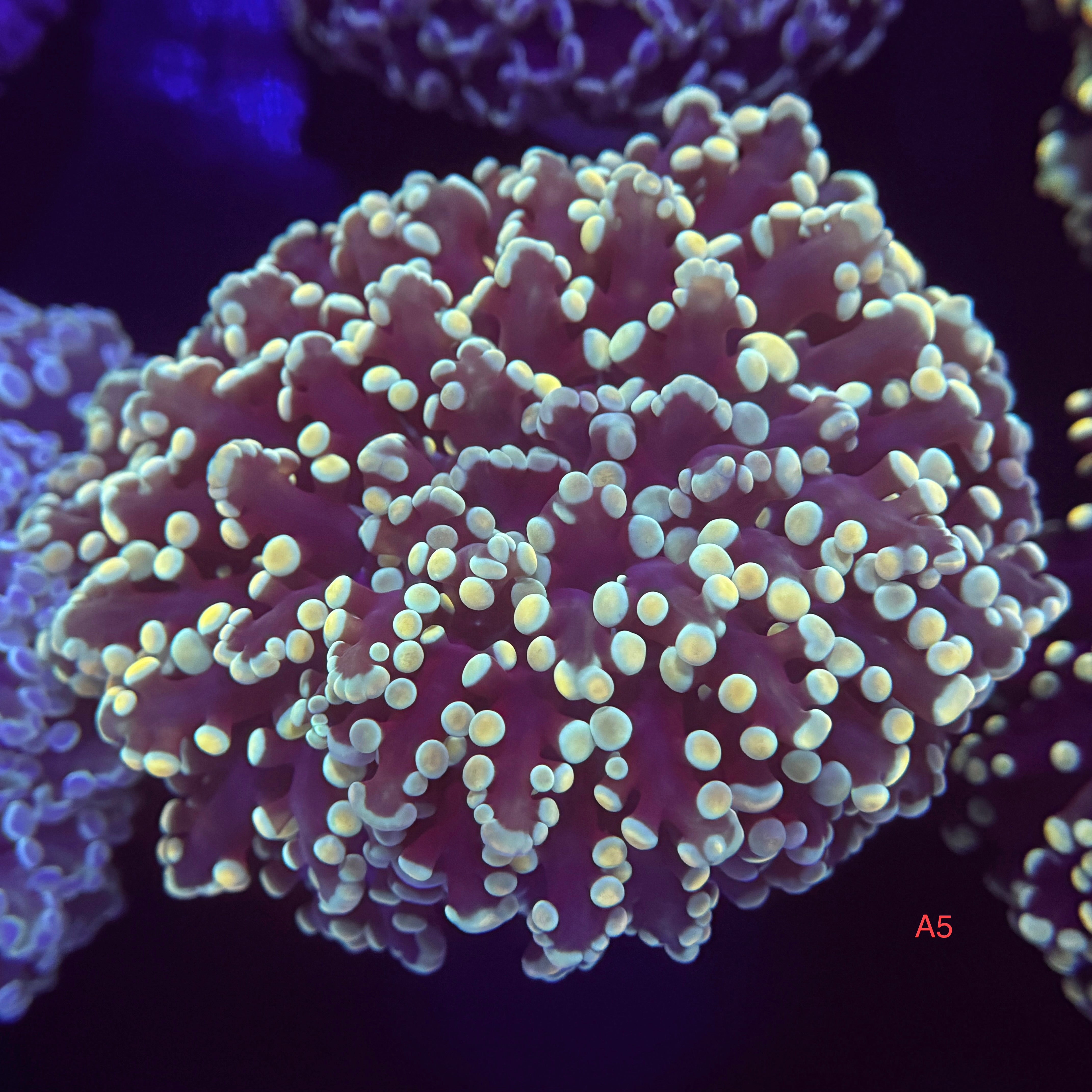 Golden Kingspawn - Showpiece