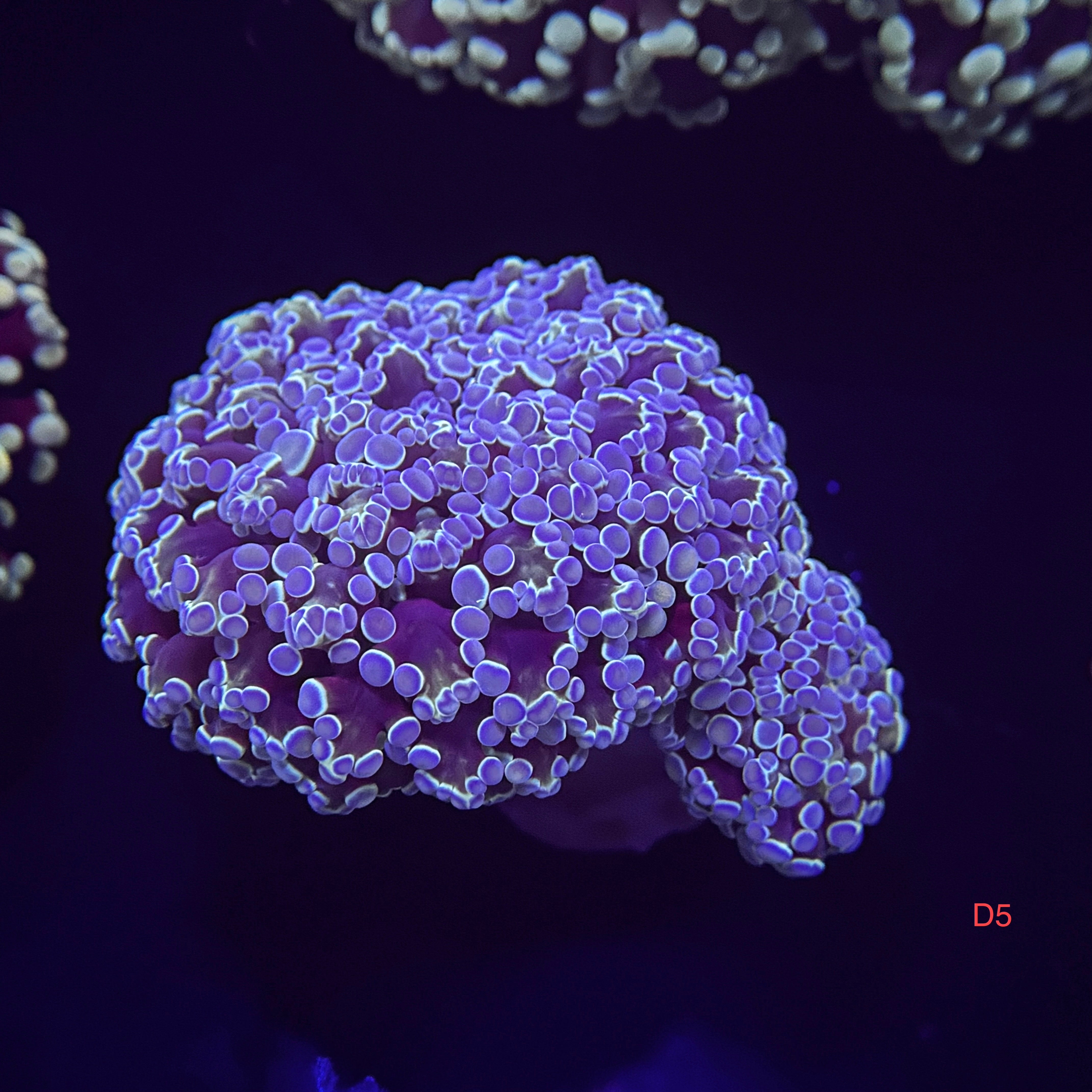 Double Metallic Blue Kingspawn