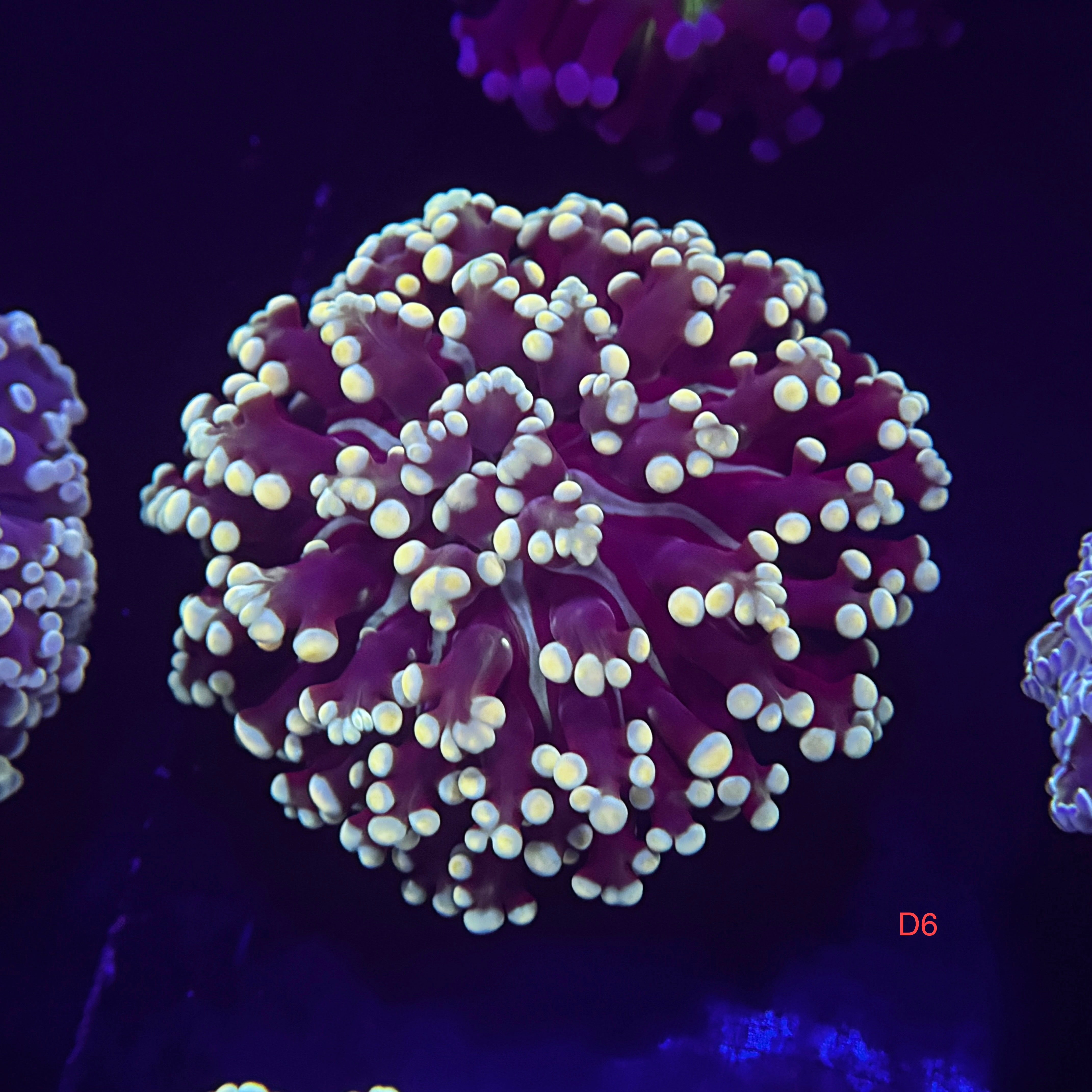 Golden Nugget Kingspawn