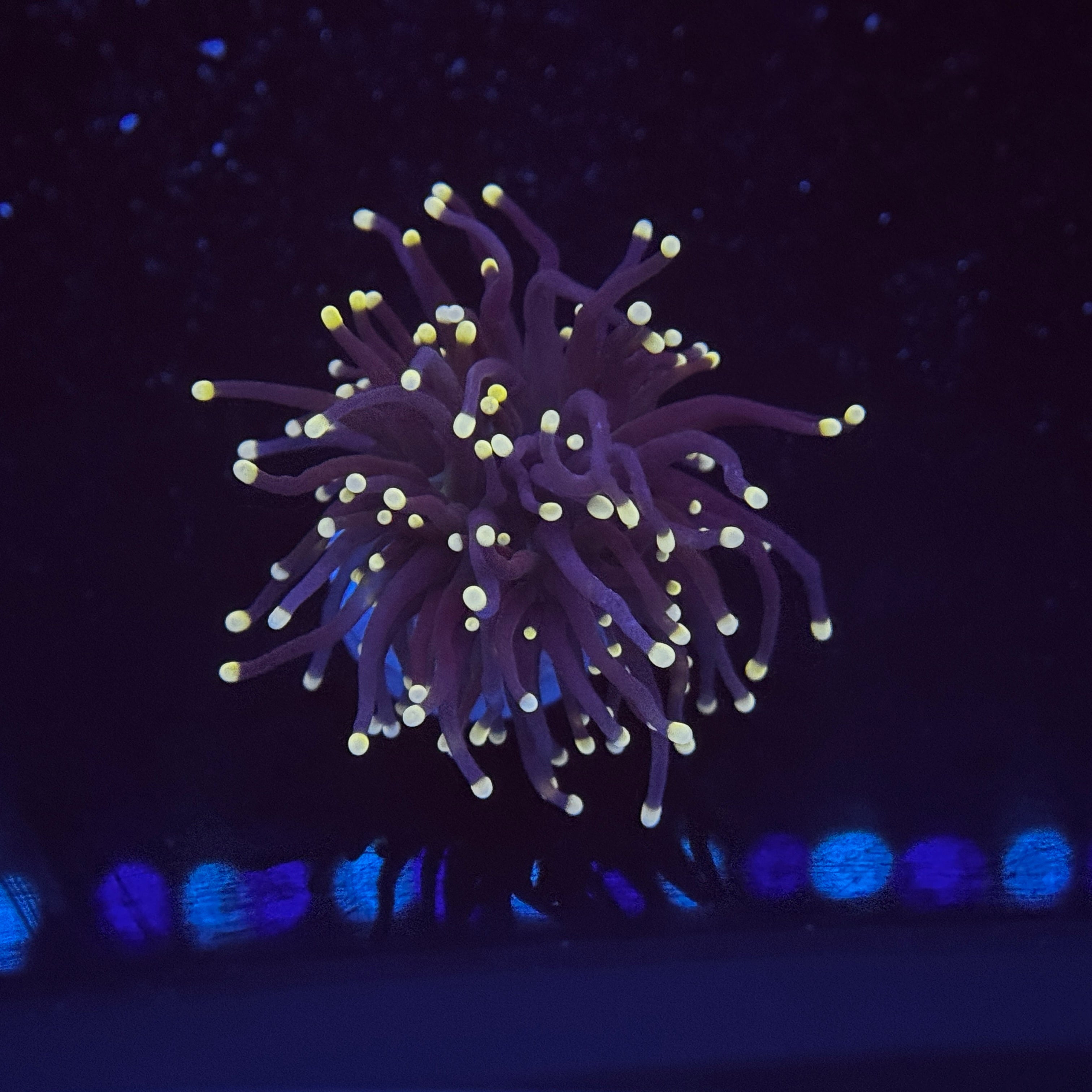 Miami Hurricane Torch