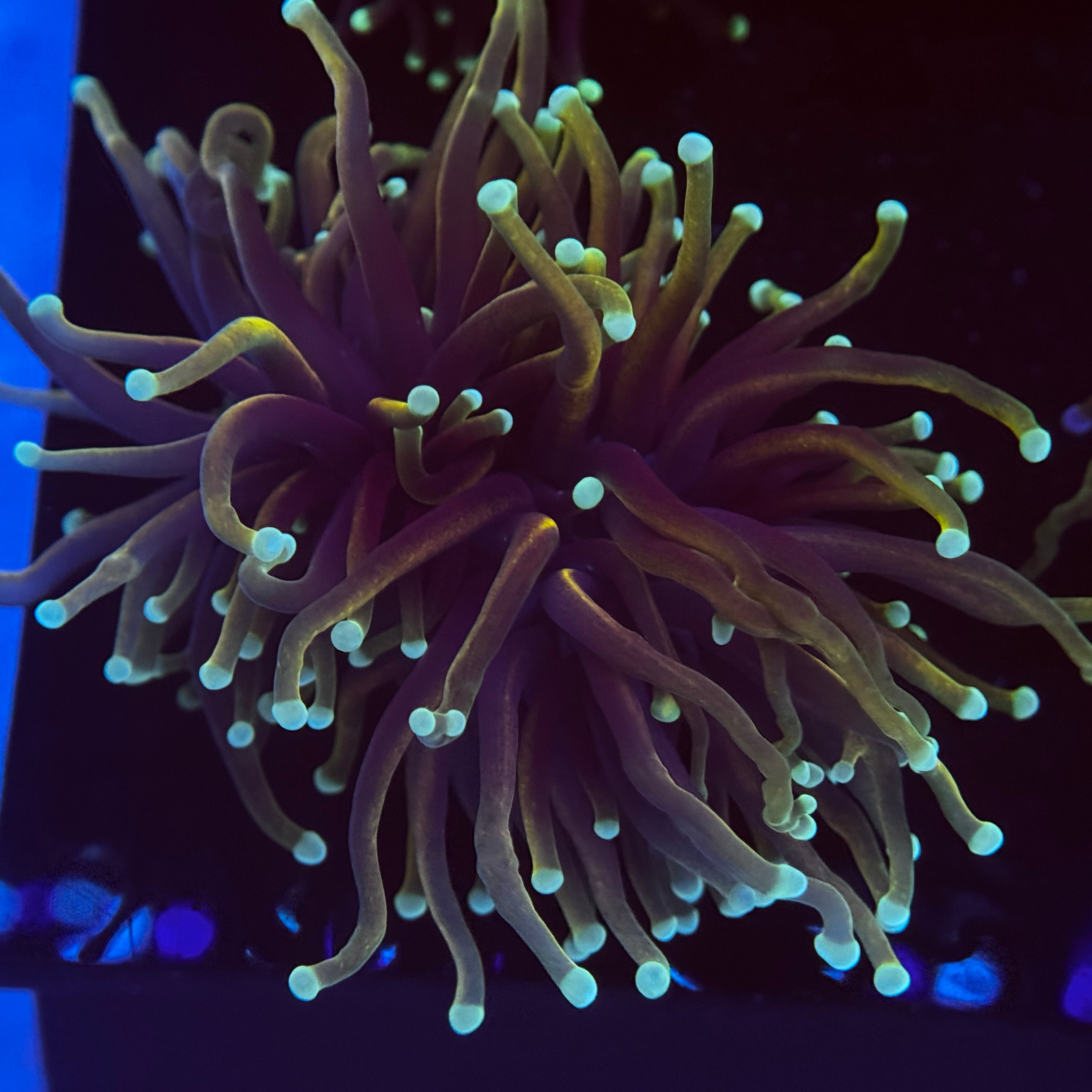 Dragon Soul Gold Torch