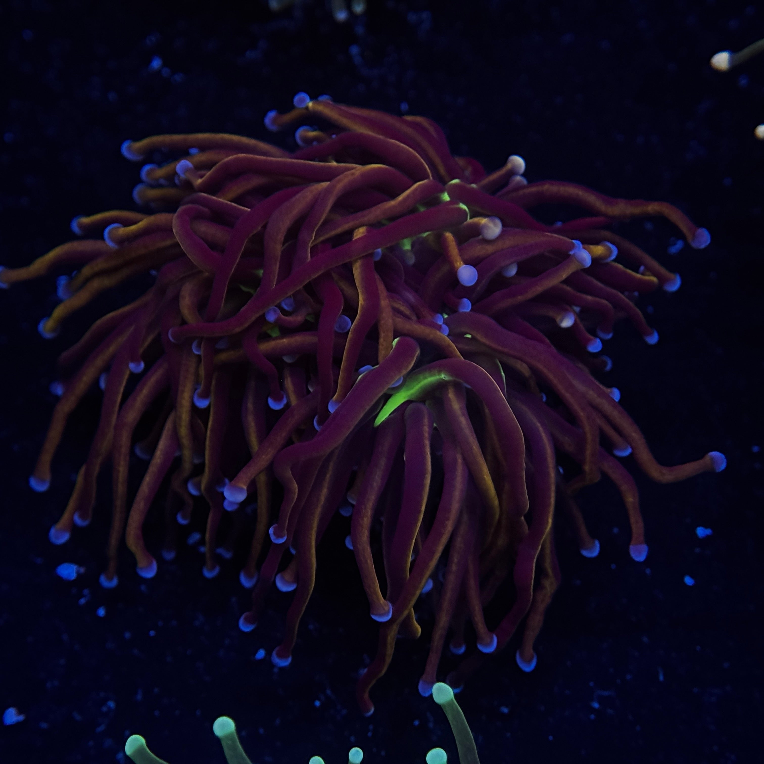 New York Knicks Gold Torch