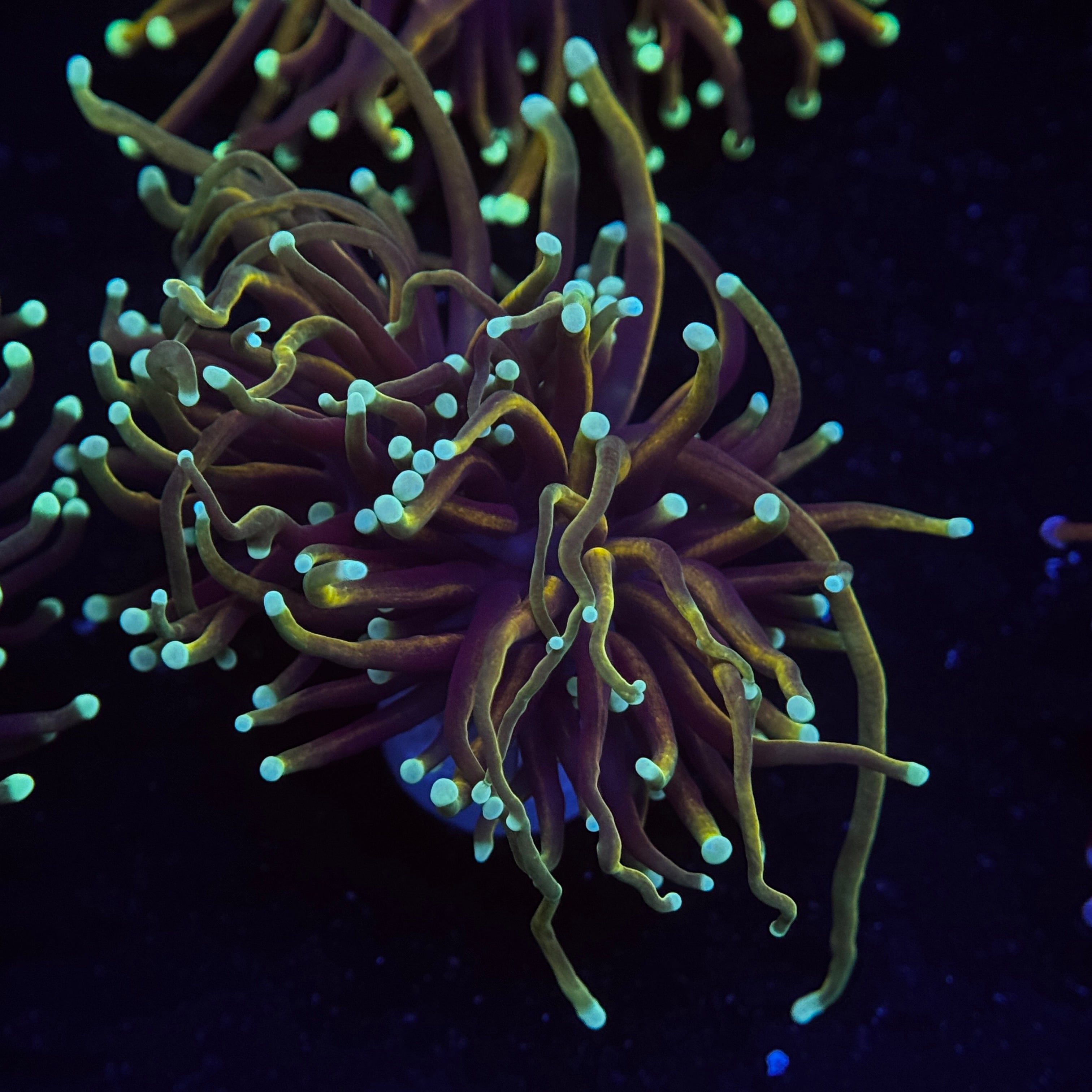 Wolverine Gold Torch