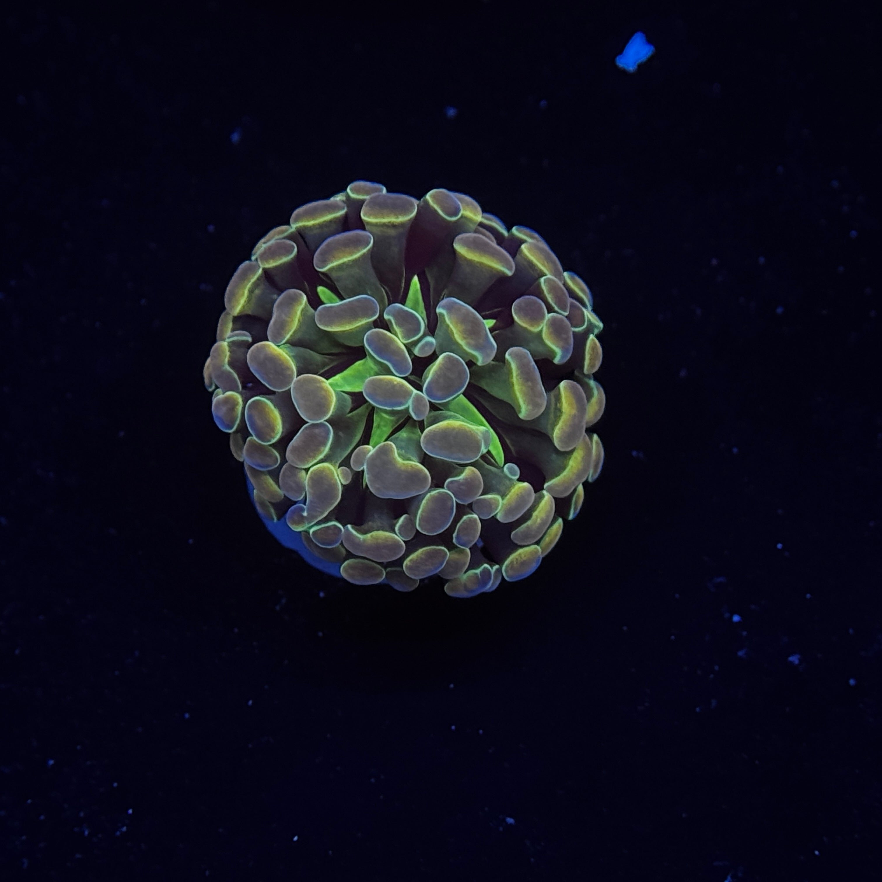 Rainbow Hologram Hammer