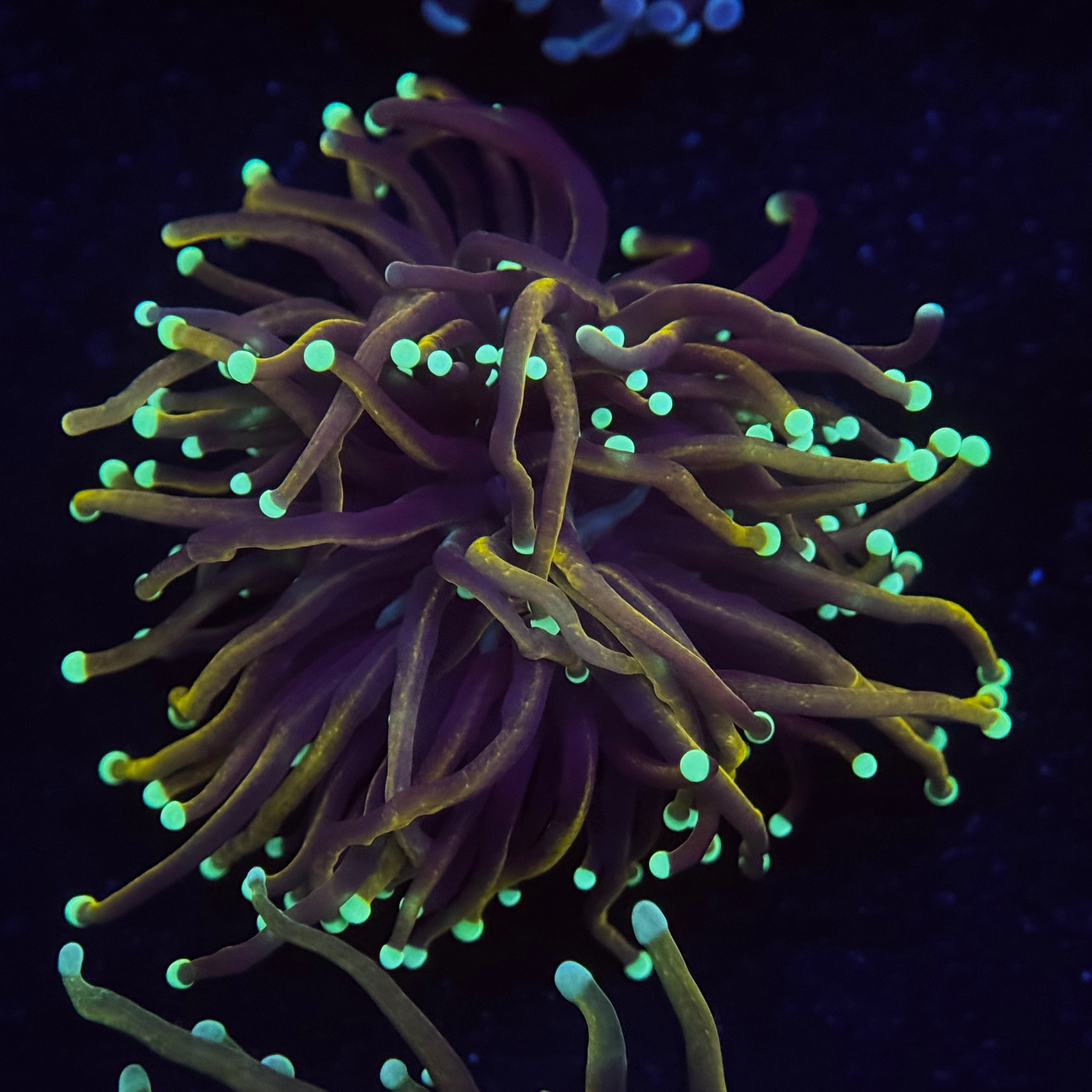 Orange Peel Gold Torch