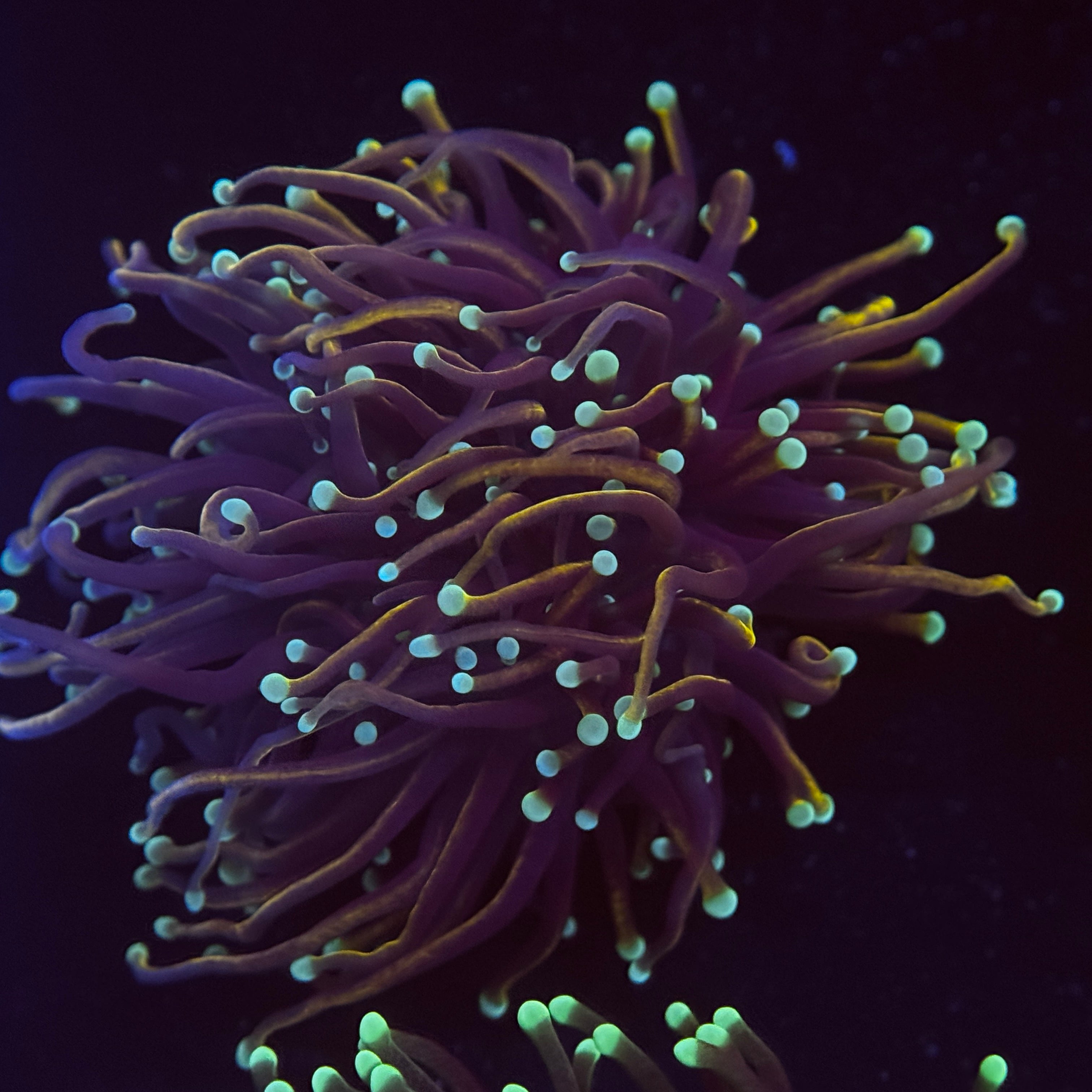 Wolverine Gold Torch