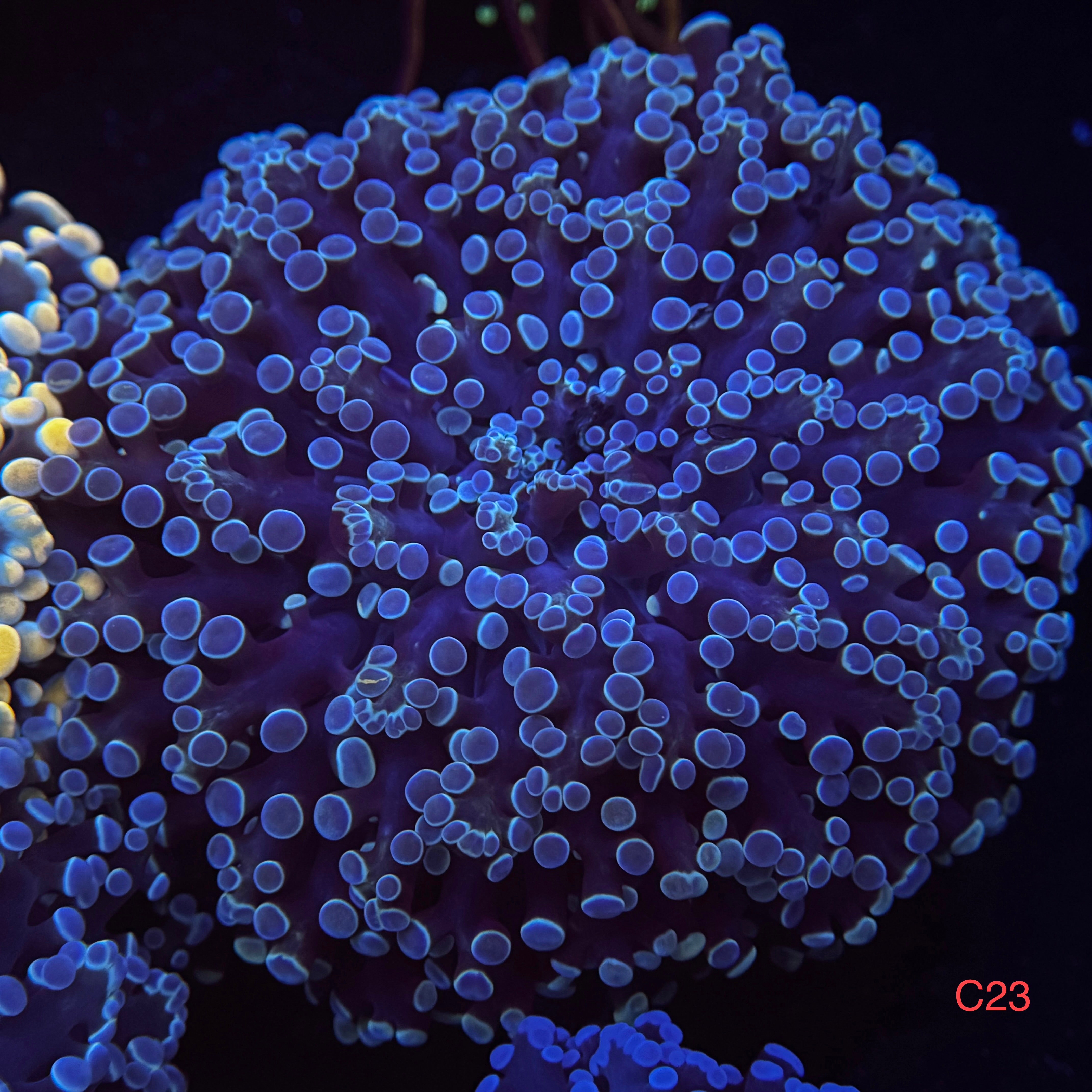 Metallic Blue Kingspawn