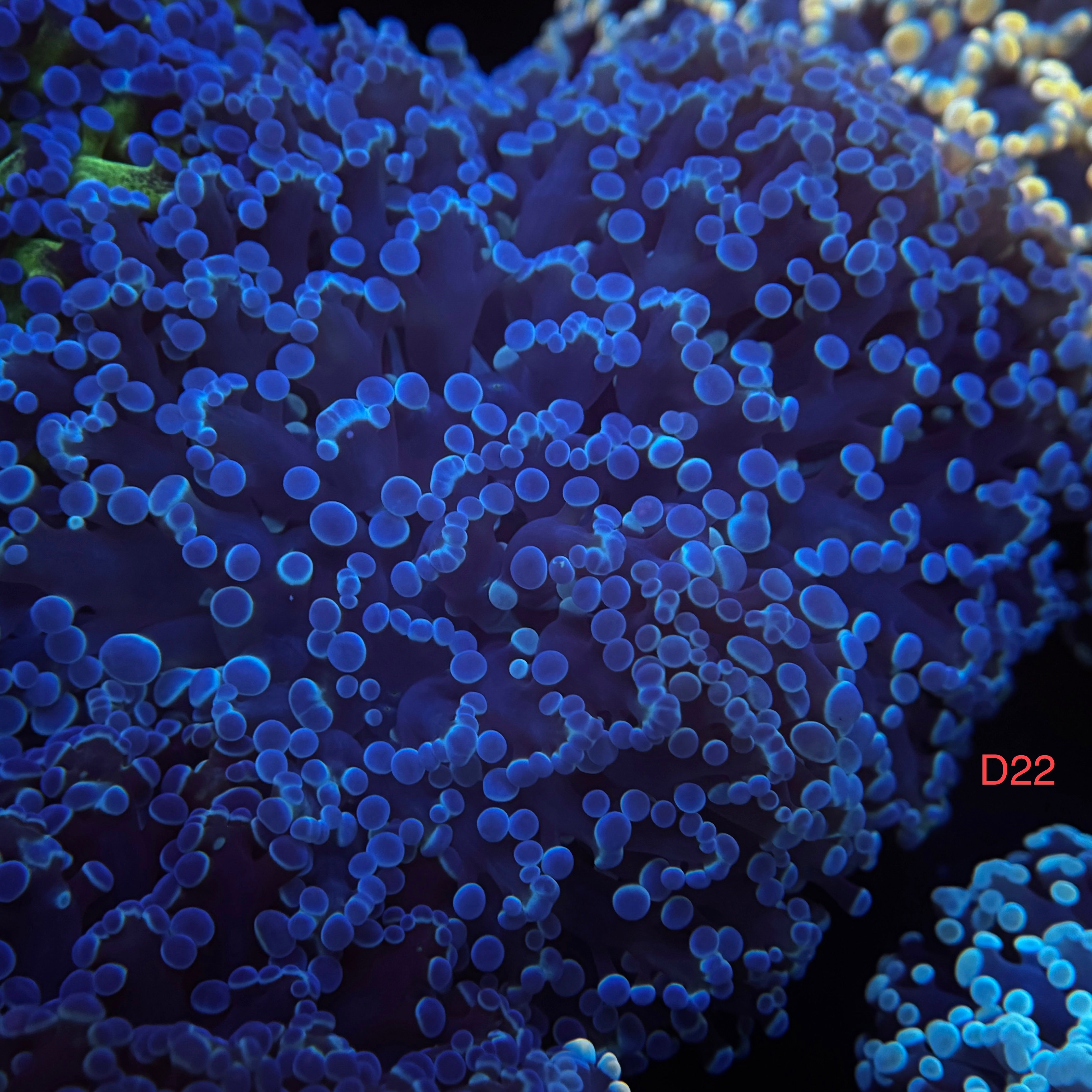 Metallic Blue Kingspawn