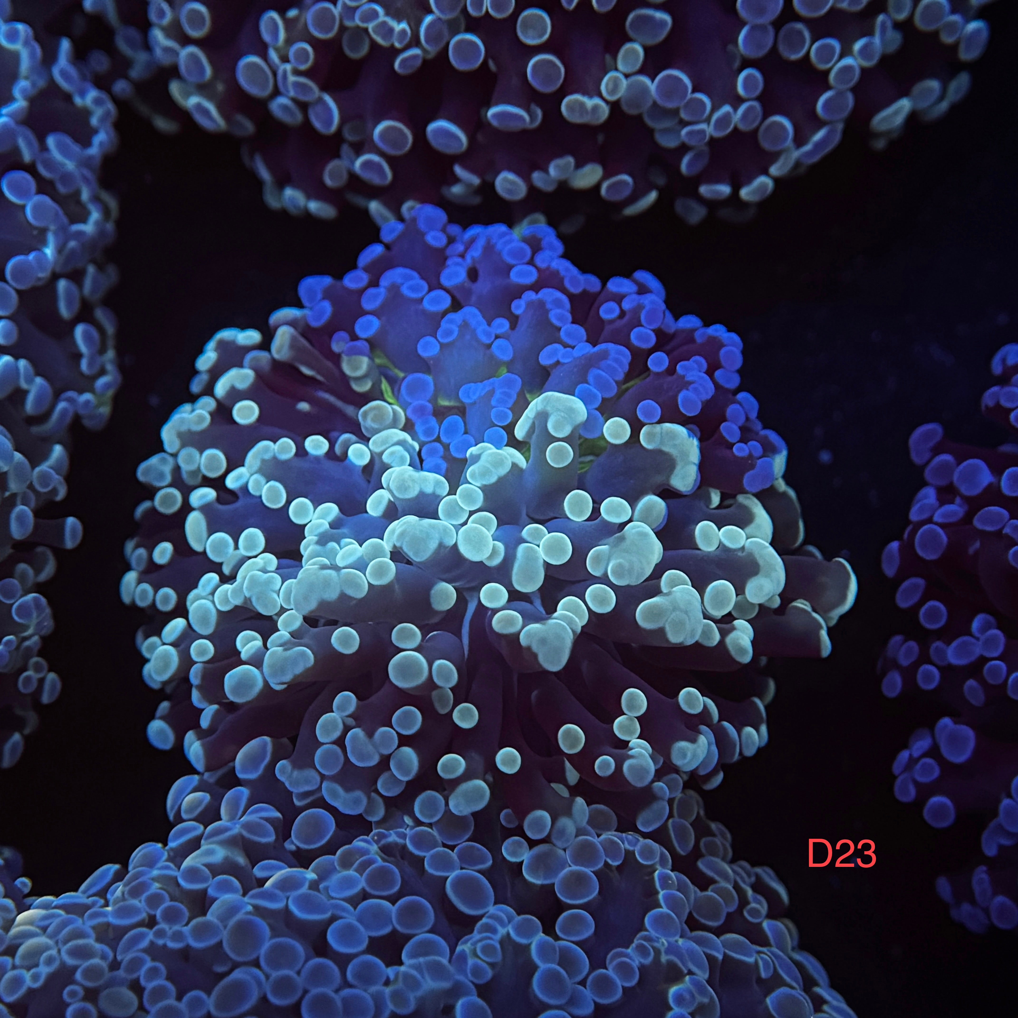 Grafted Split 50/50 Kingspawn