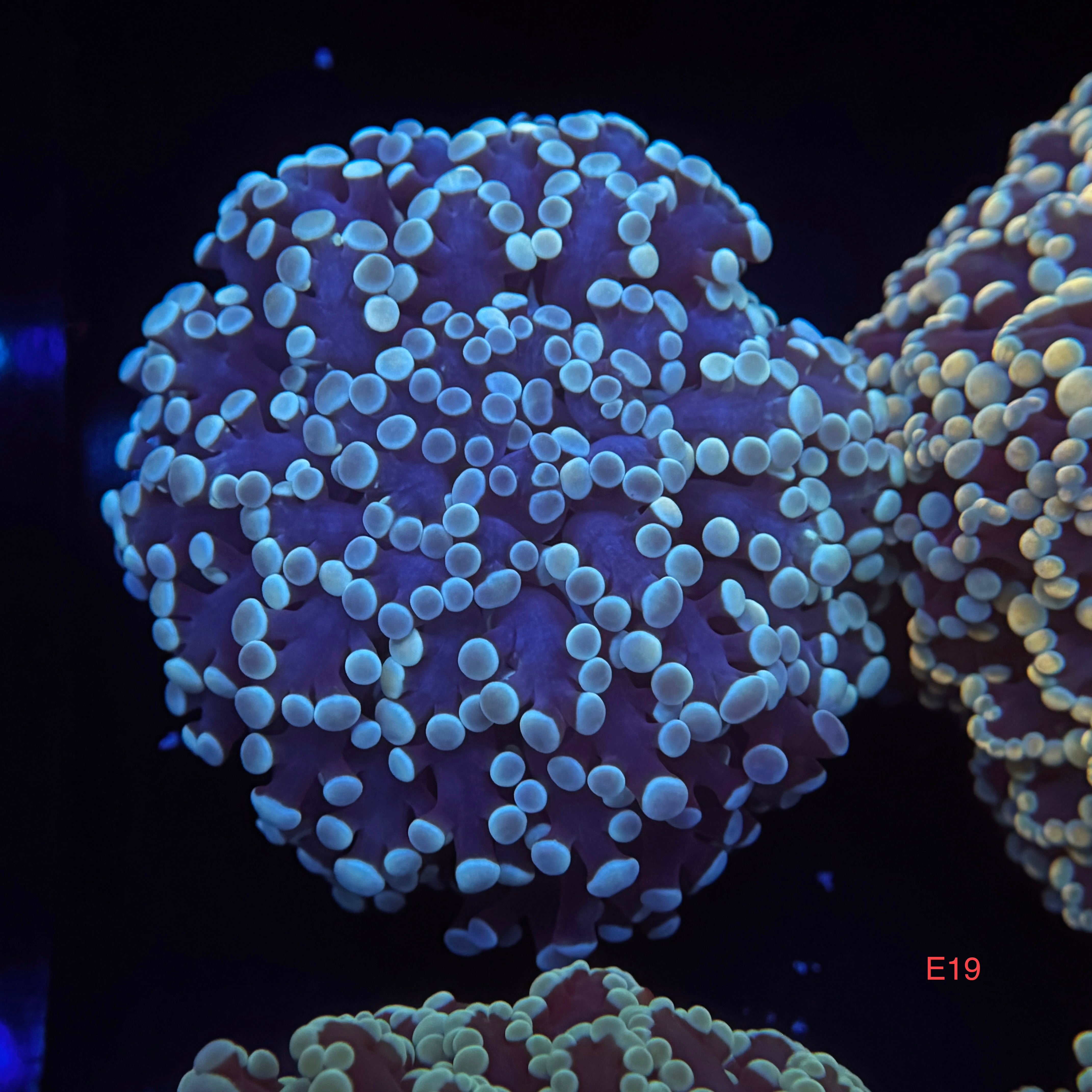 Metallic Blue Kingspawn