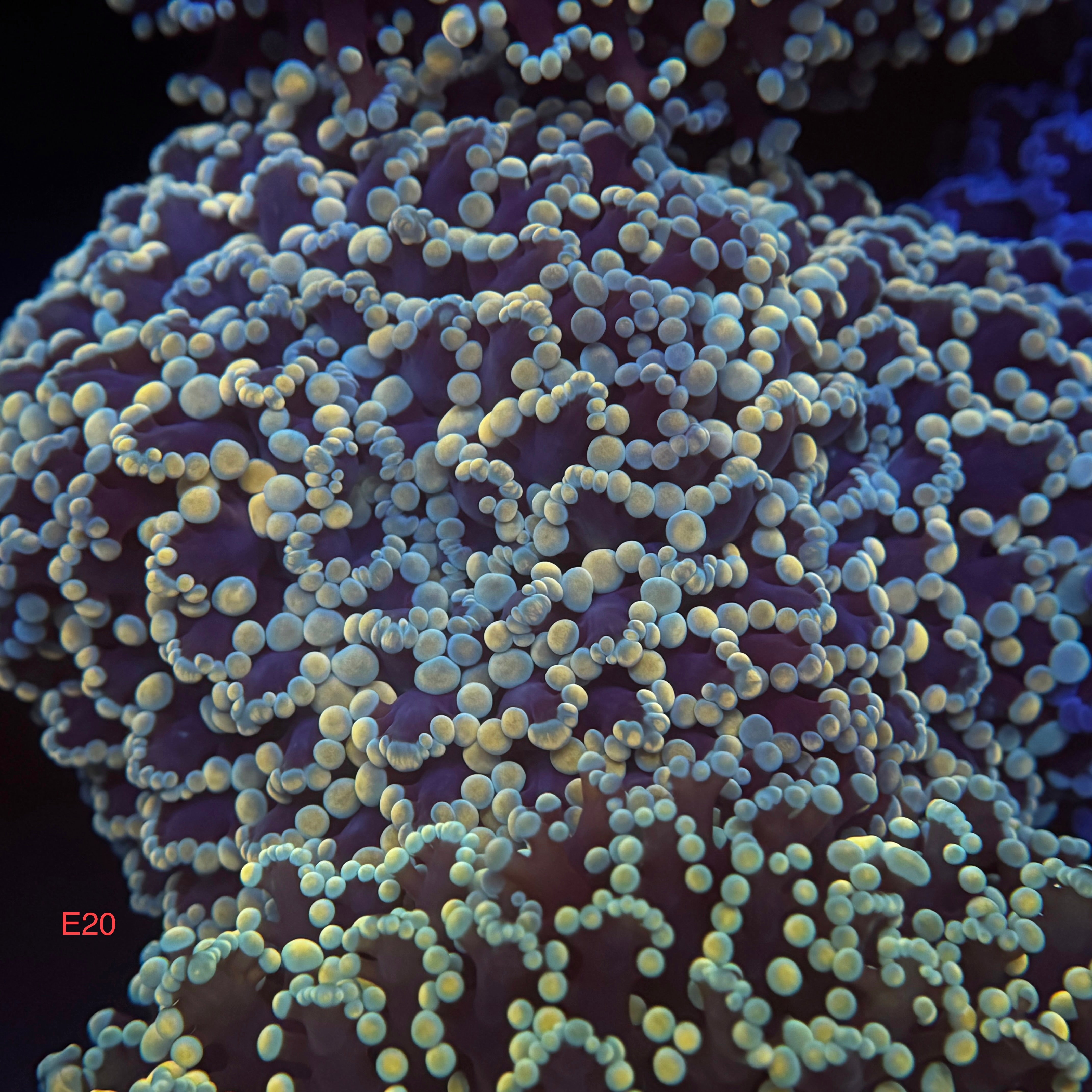 Golden Sapphire Kingspawn